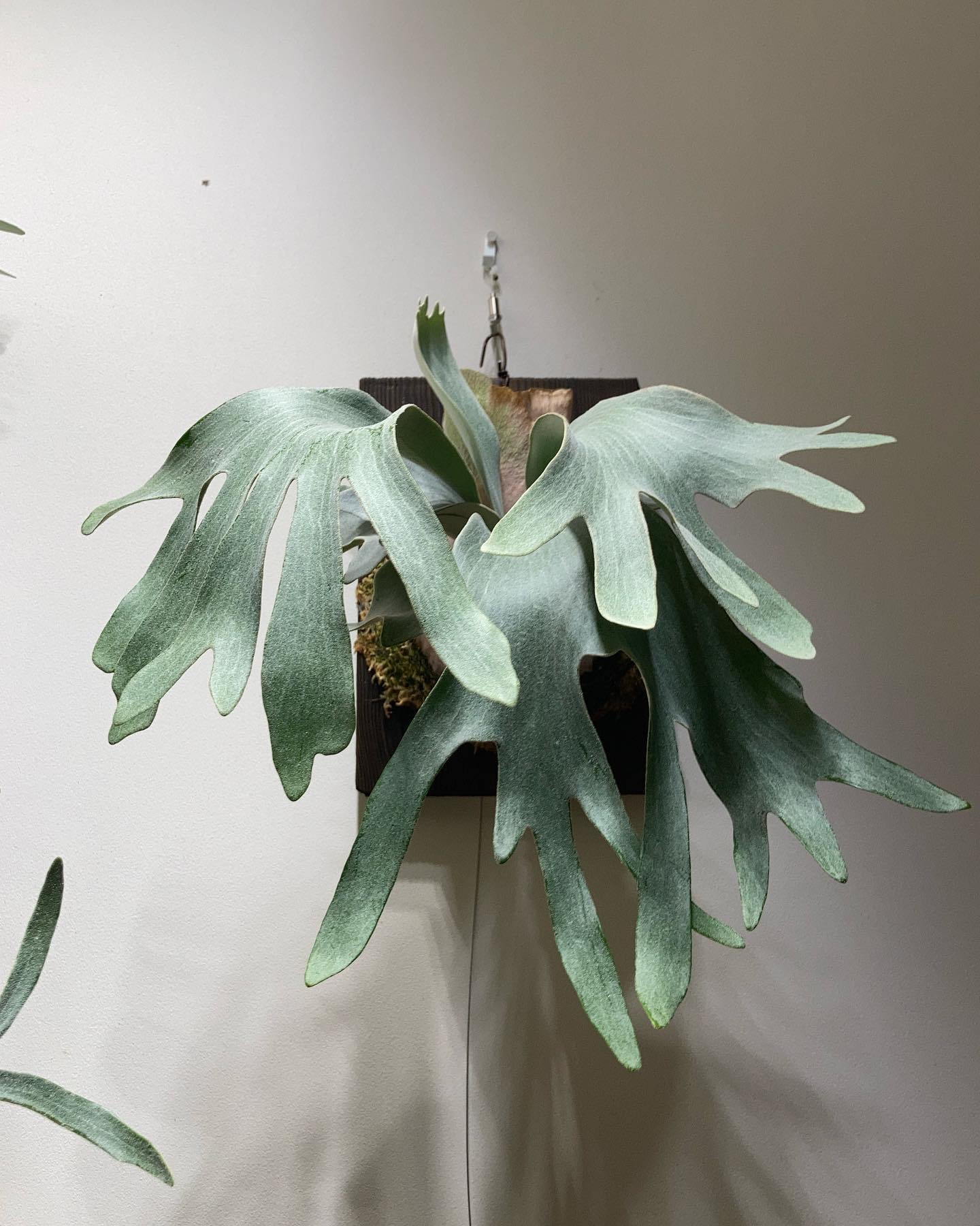 P.White gizmo うちのギズモはデロデロギズモ。 例えるならば鍋に入った餅。