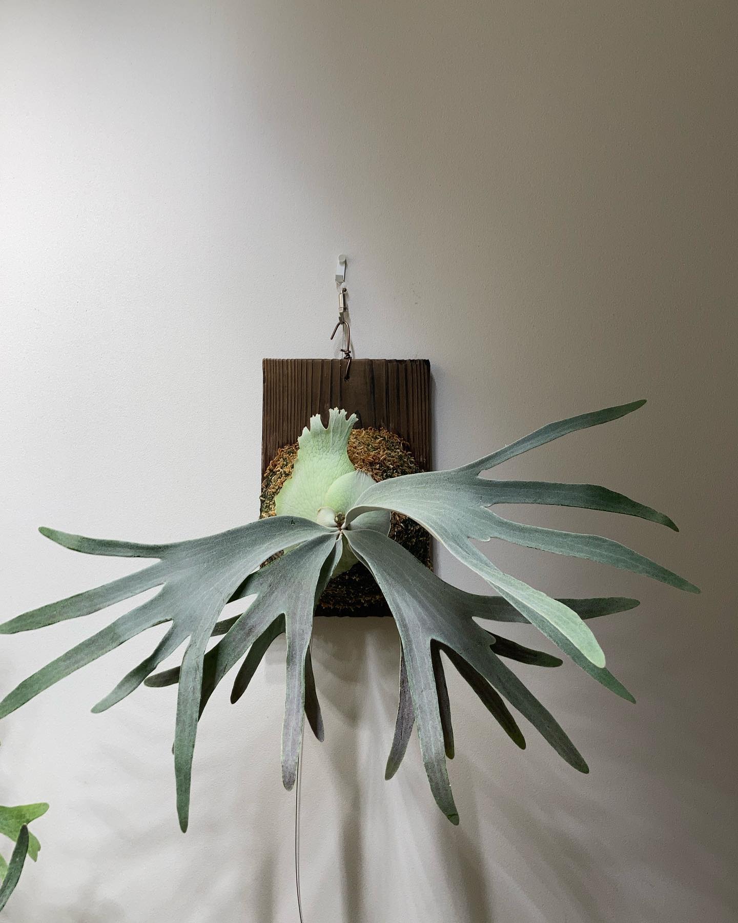 P.Pedro tatsuta エンジン音だけ聞いてブルドーザーだと認識できるように、素晴らしいビカ