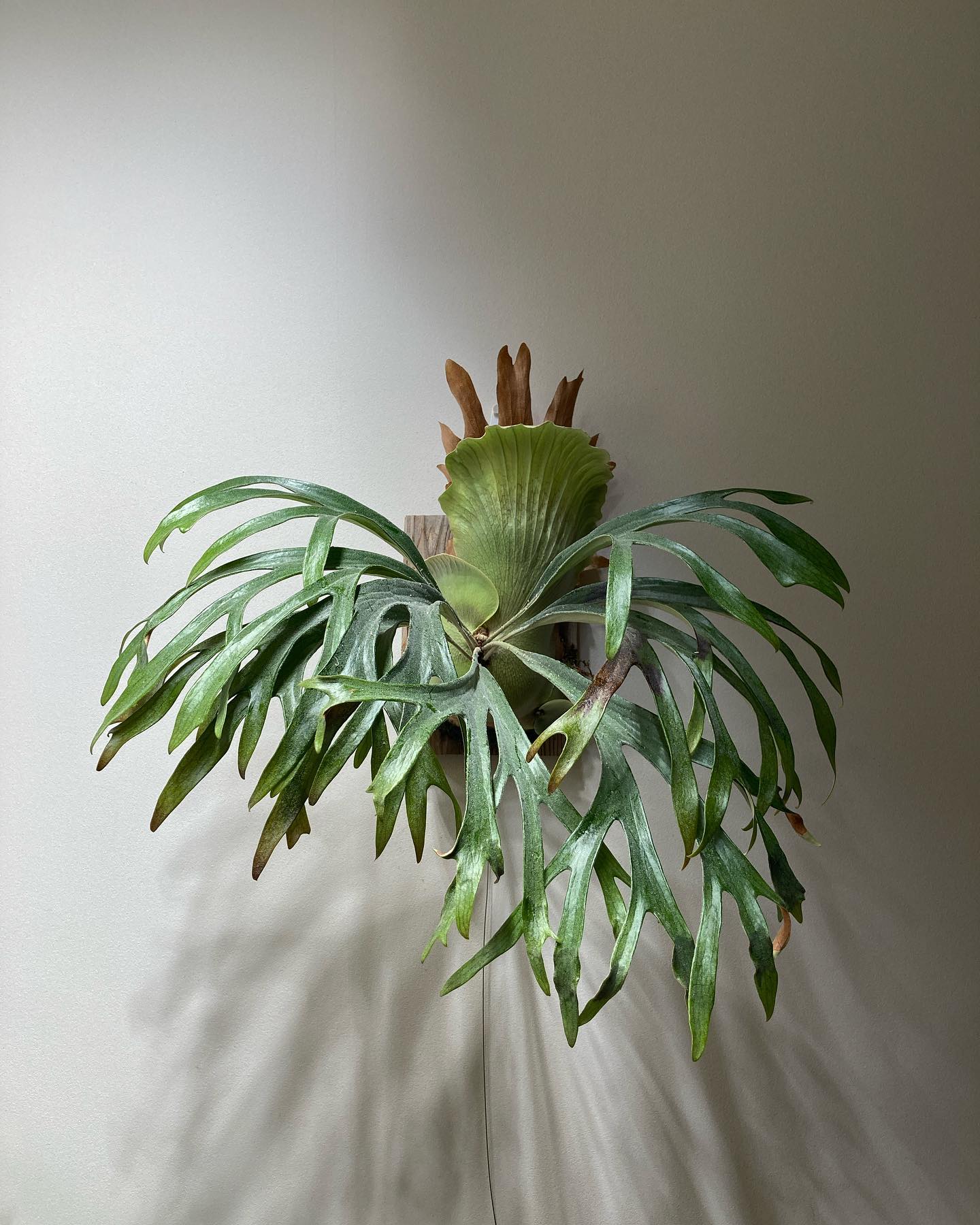 P.mt lewis from @botanyvalley なかなかな貯水葉になりそう。