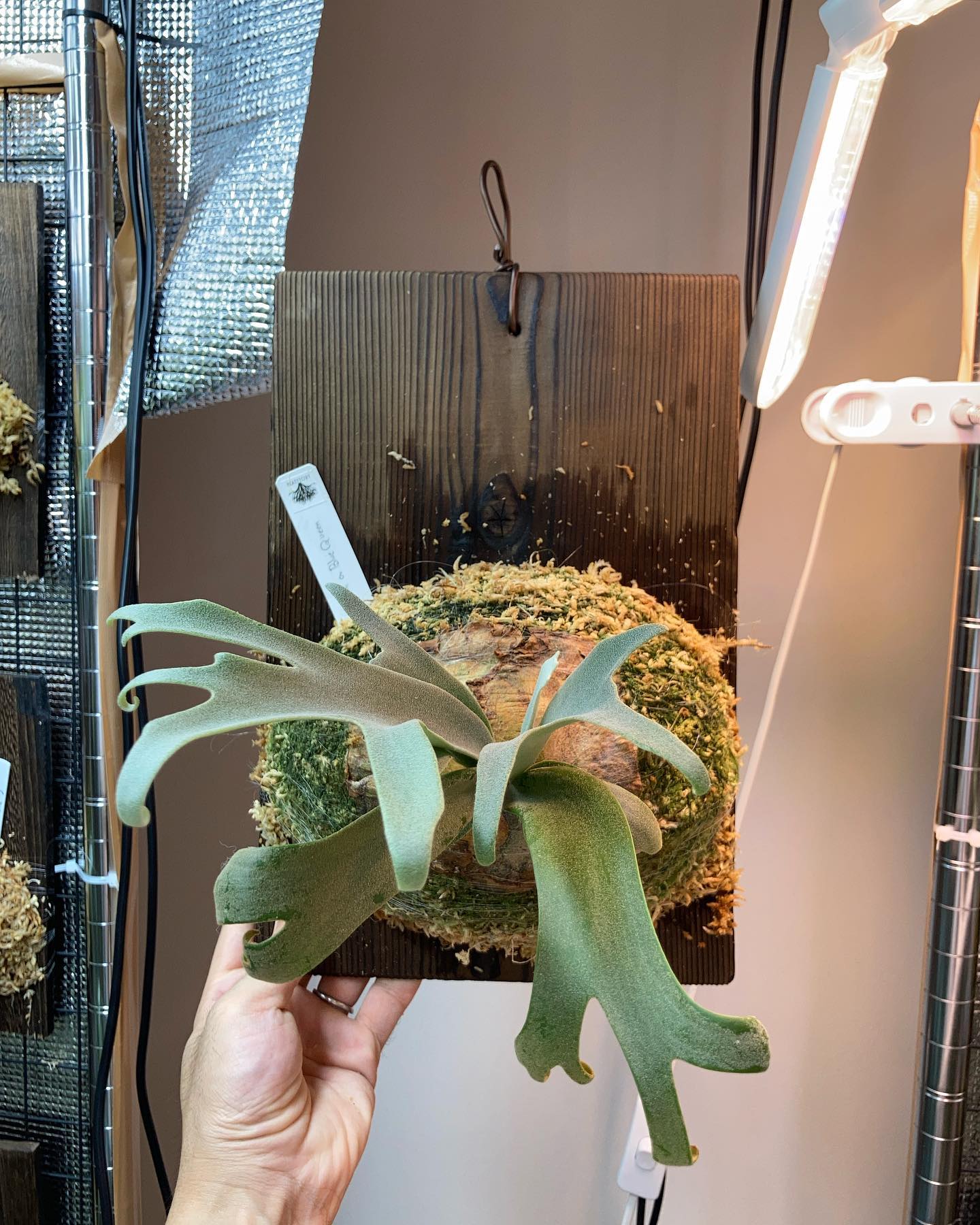 P.willinckii blue queen こいつはかなりカッコよくなるな。 根板至苔増。 油粕