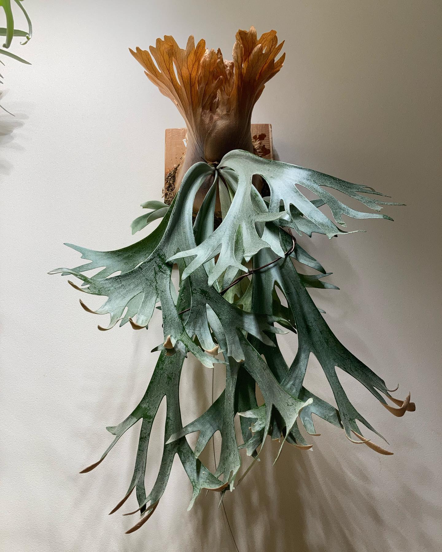 P willinckii scofieldtatsuta spore from @botanique