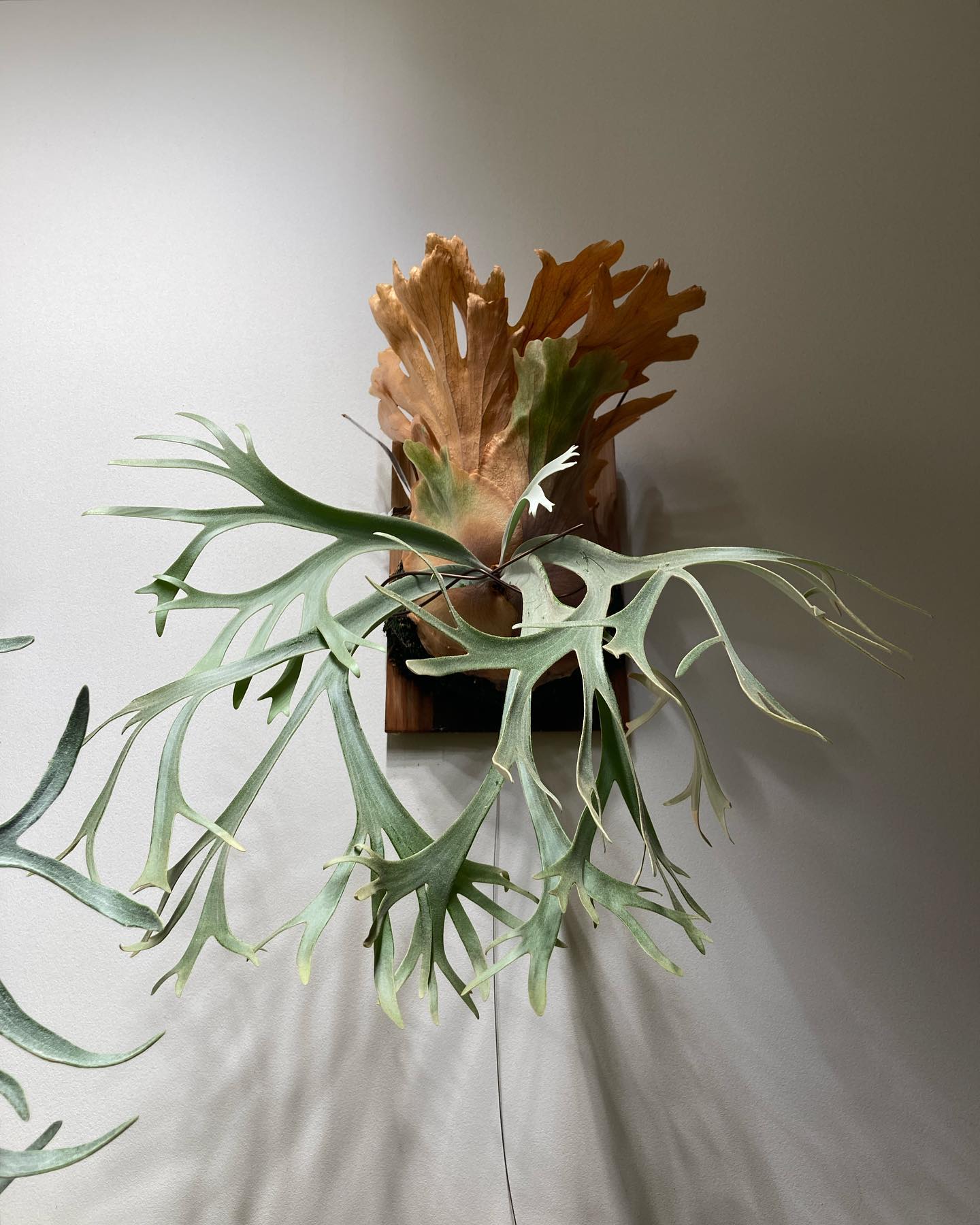 P.willinckii ‘yellow moon’ from @botanyvalley とても良