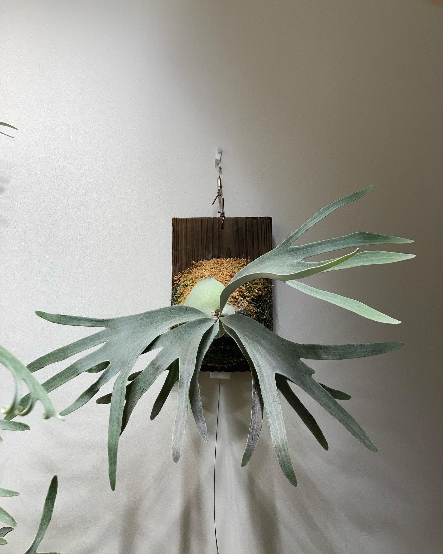 P.Pedro tatsuta これは尖る(確信)