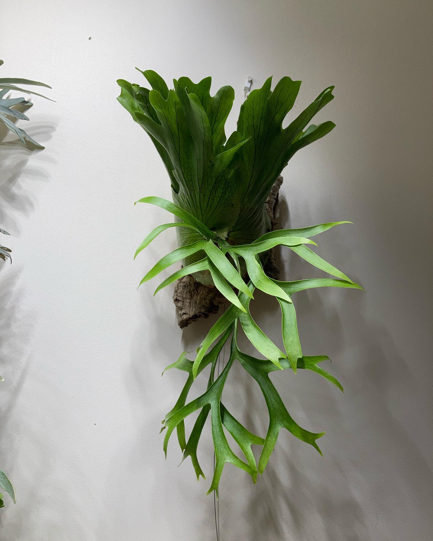 P.coronarium waiwai from @vandaka_plants 古い葉が落ちました