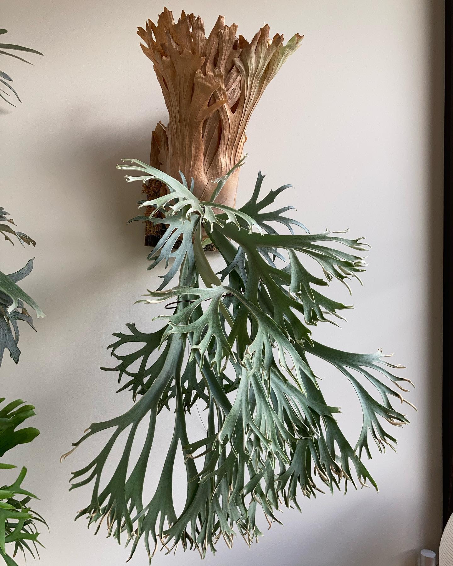 P.willinckii 月光爪哇 from @comolebi_plants 今年はなんかいっぱい