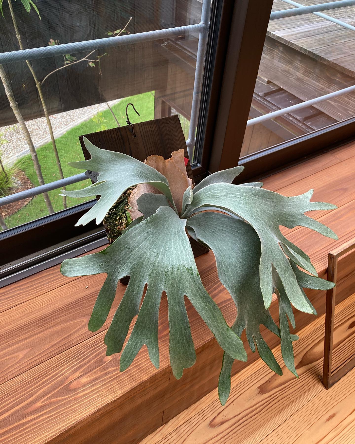 P.White gizmo ギズモは上から撮るものなんだな。