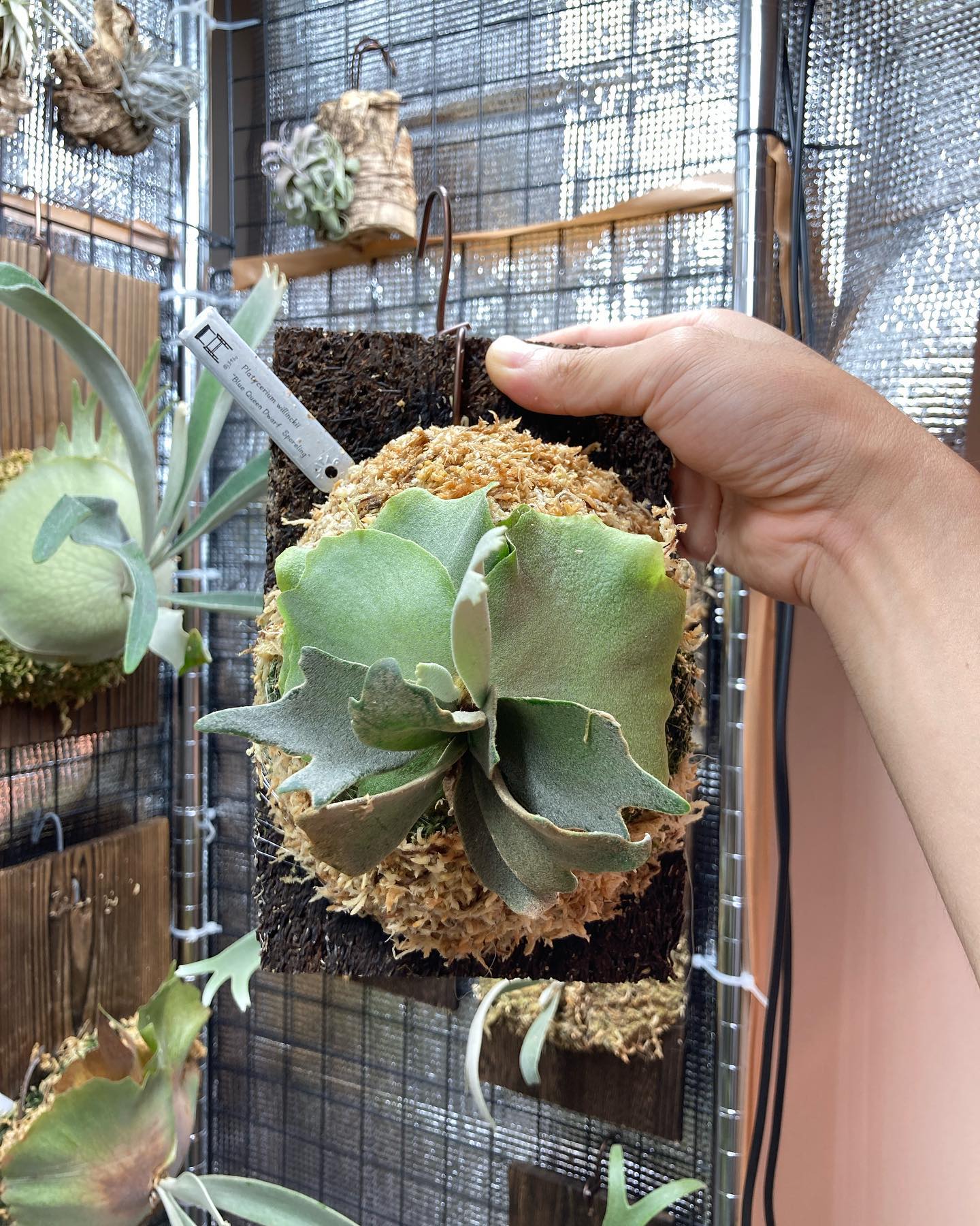 Platycerium willinckii “Blue Queen Dwarf Sporeling