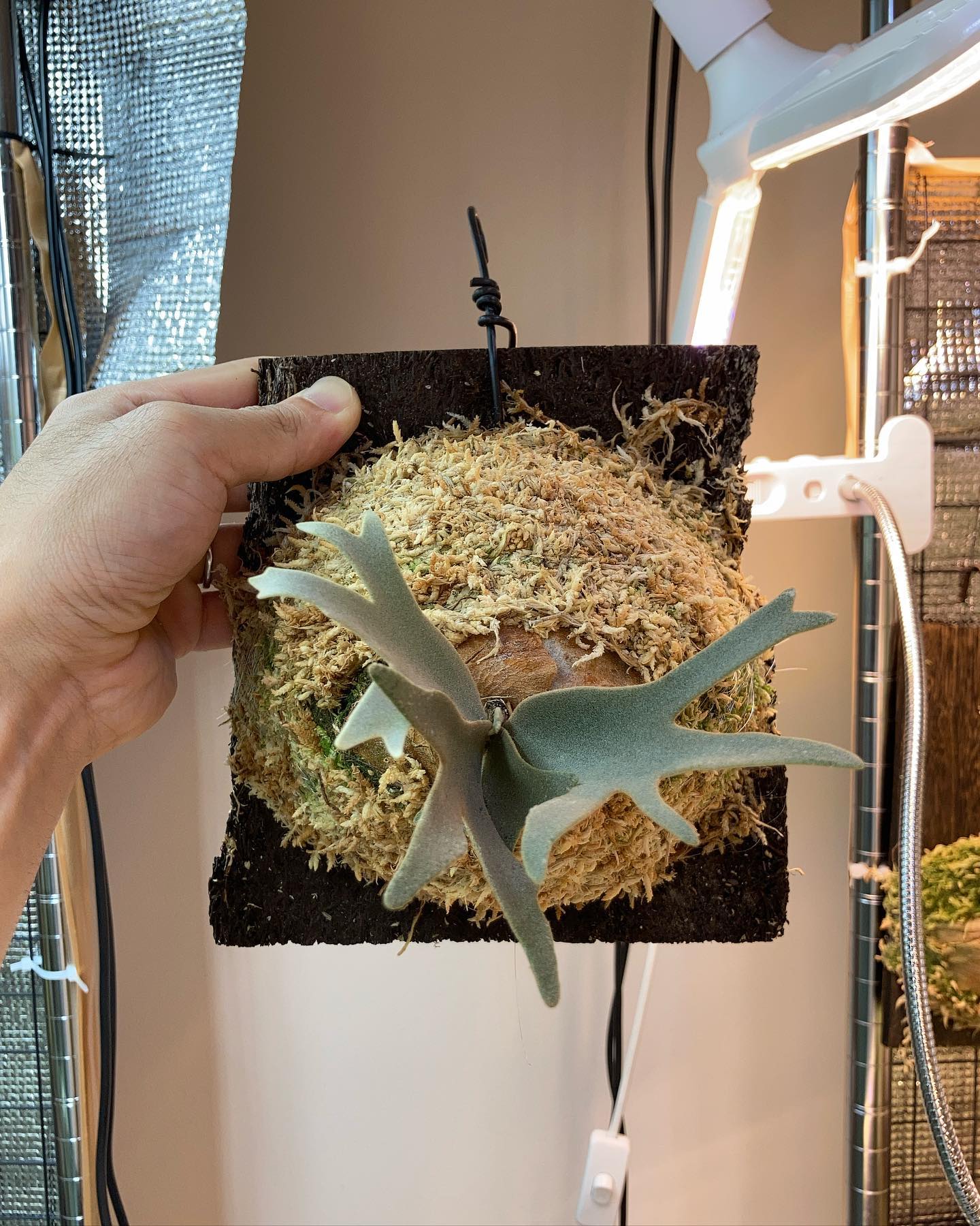 Platycerium willinckii omg 1枚目20230908 2枚目20230707