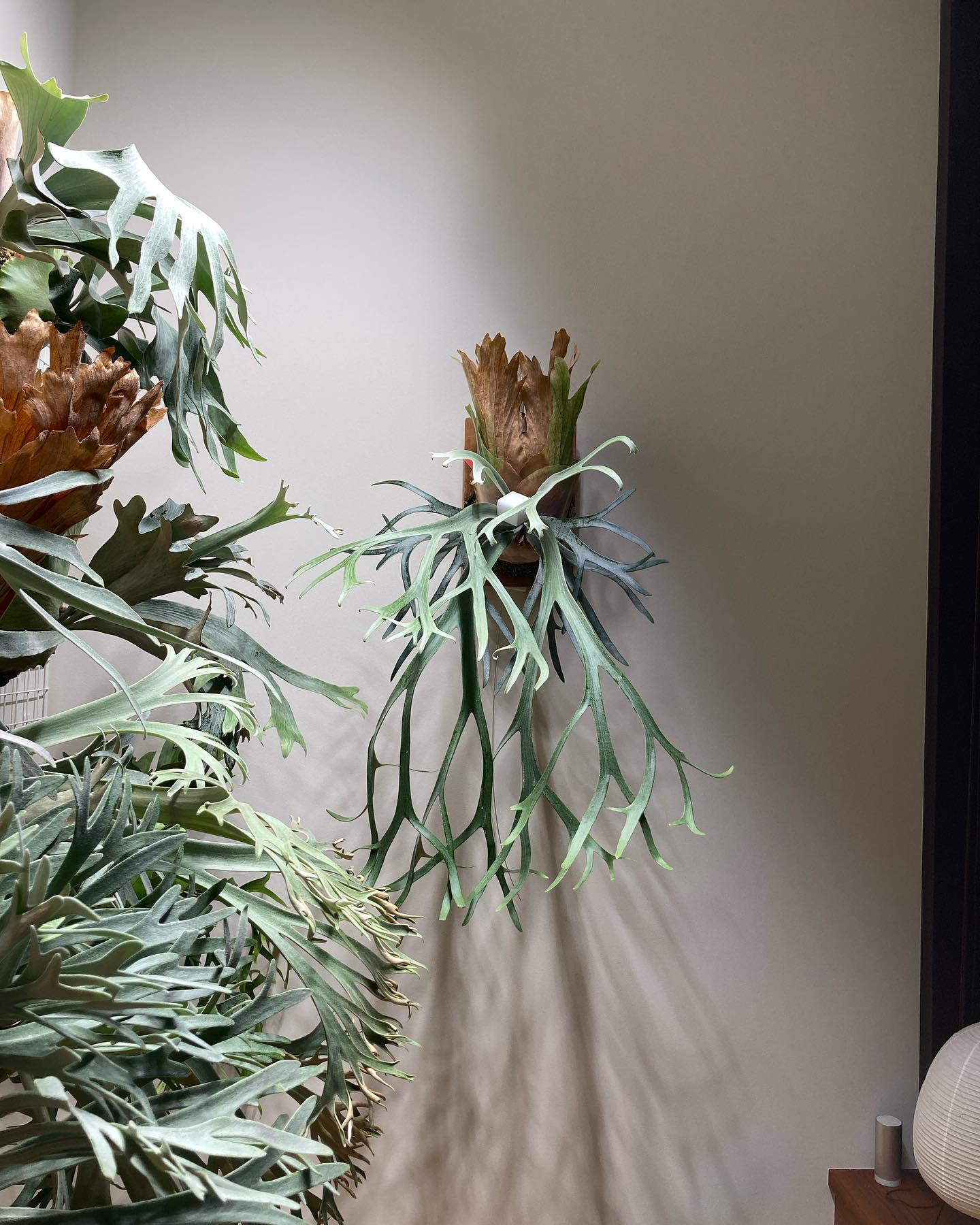 P.willinckii moonlight あとちょっとでイケビになれそう。 最初の2本は甘やかし