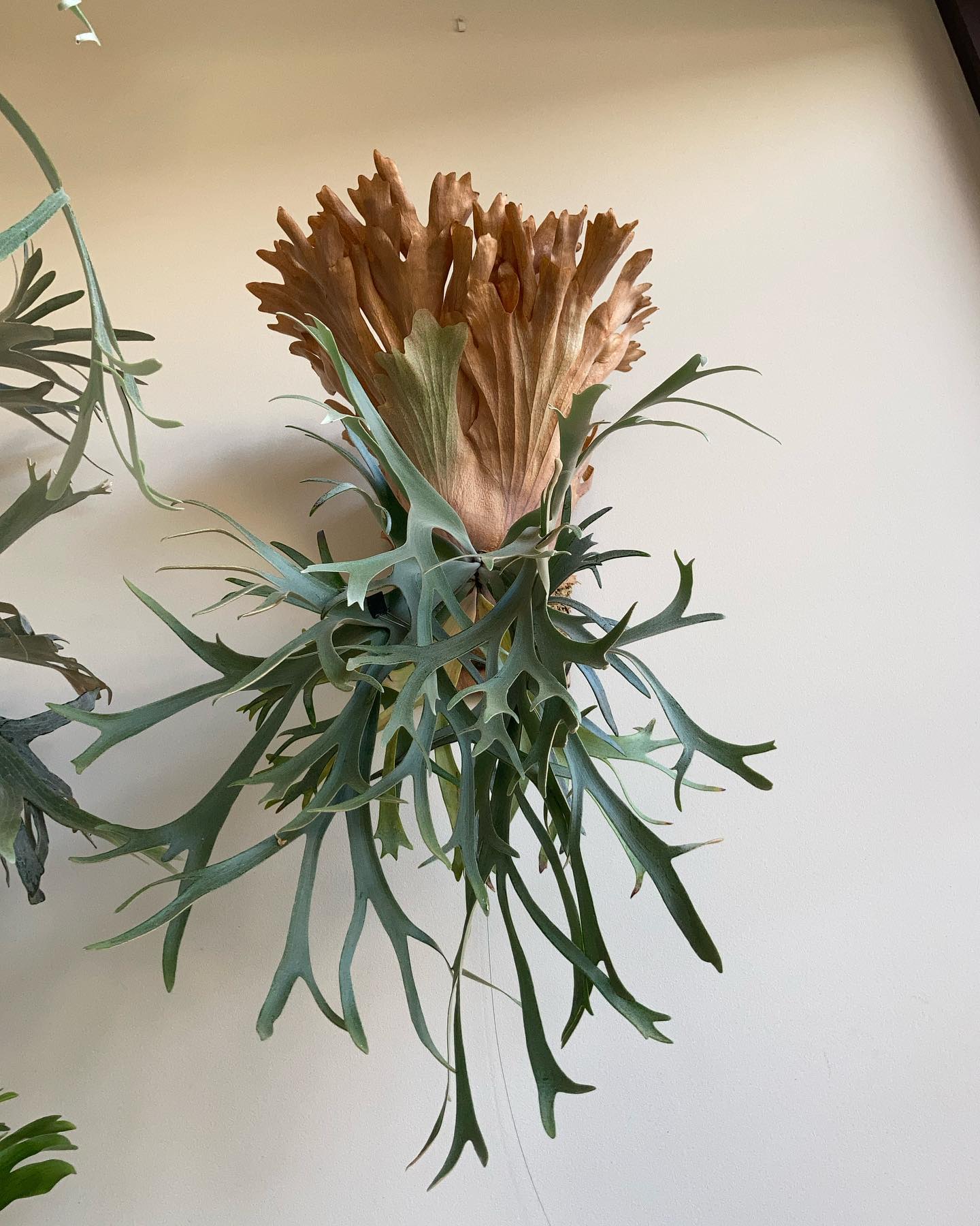 P.willinckii smurf from @katsu_hibino 昨日の三重糜会は過去最高