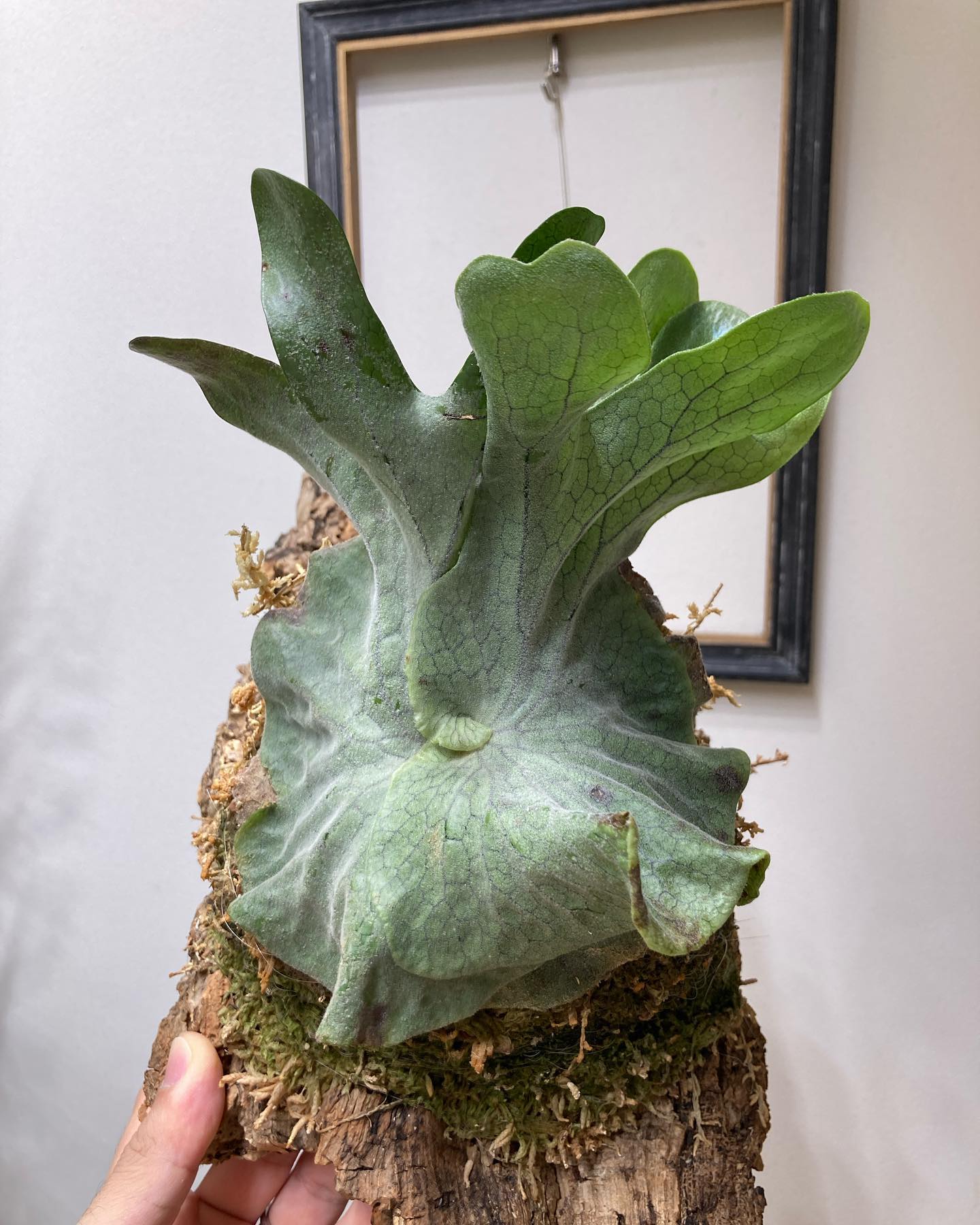 P.superbum dwarf sporeling チンゲンサイにしか見えん。最高