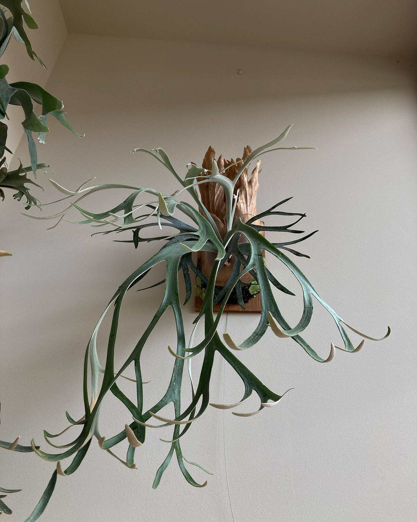 P.willinckii moonlight カールしてます。下から見たら