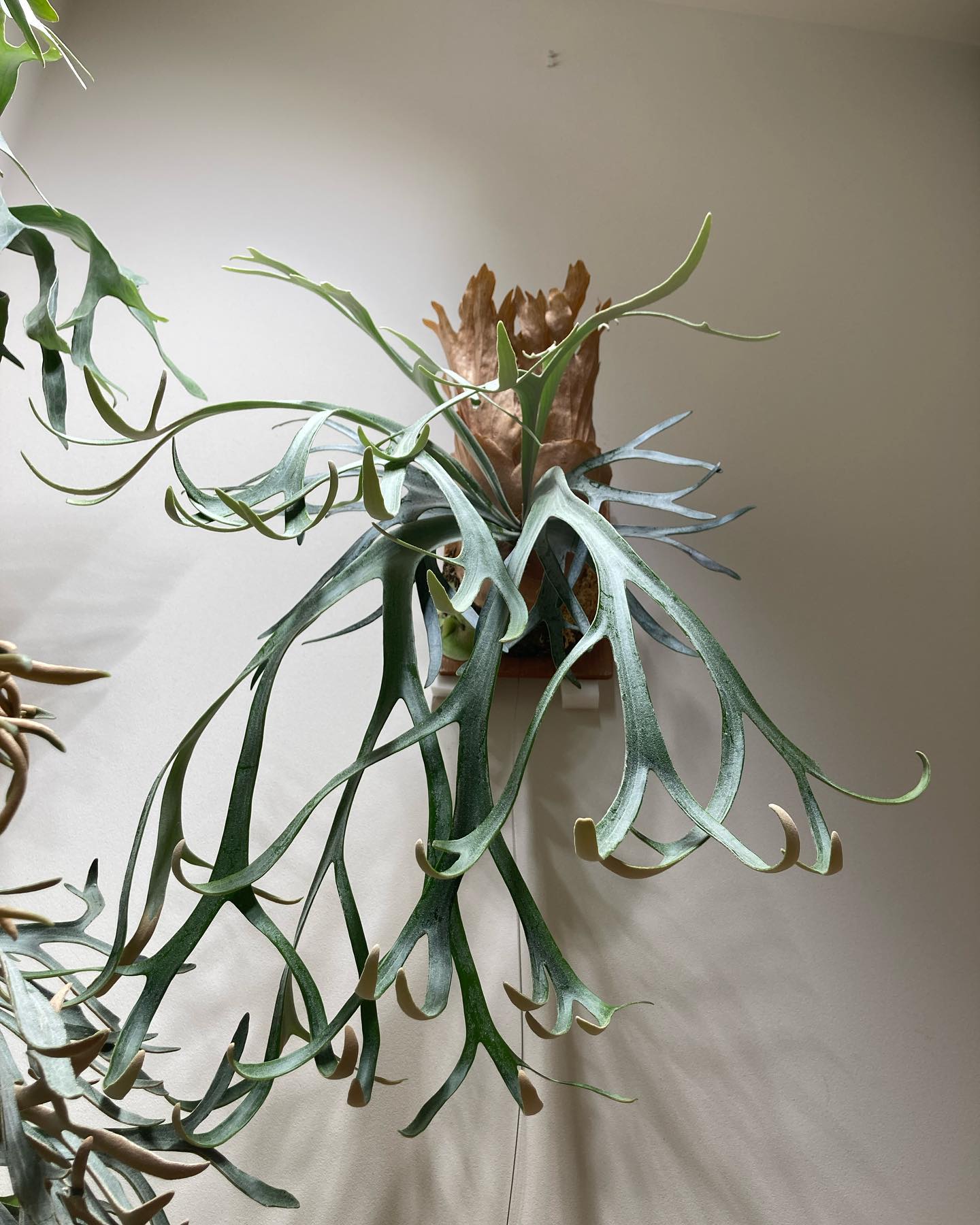 P.willinckii moonlight やっぱPNと形が違うと思います。