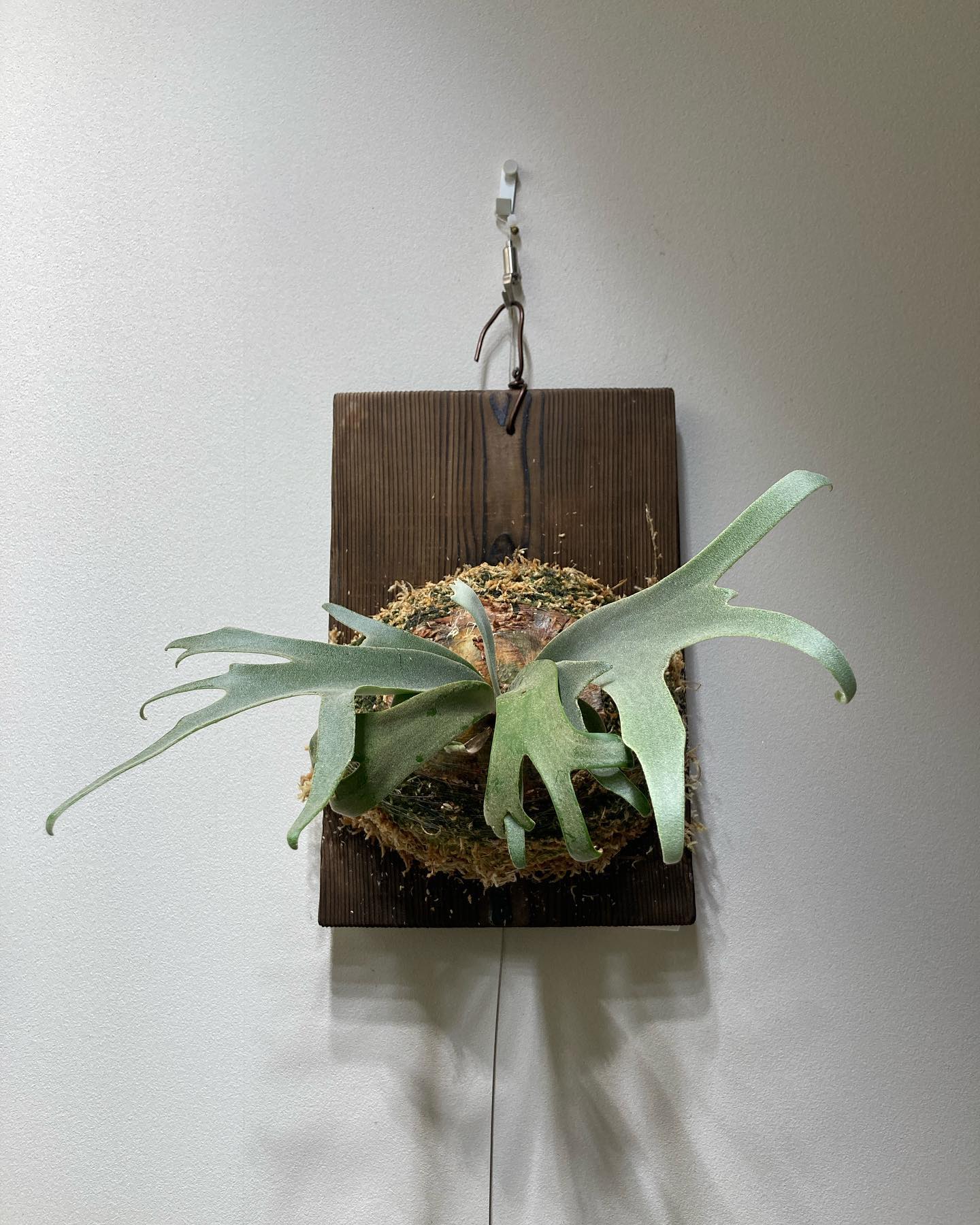 P.willinckii blue queen 月一ペースでコケましです。 タイミングは葉の様子を見