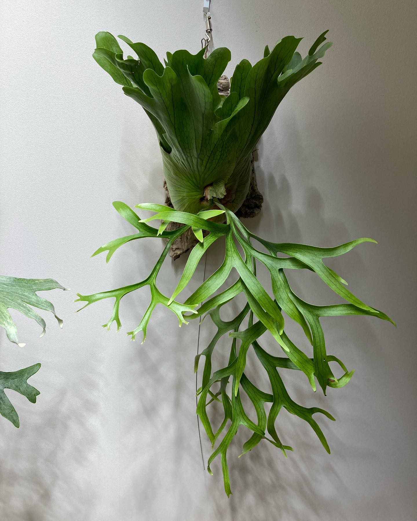 P.coronarium waiwai from @vandaka_plants たまらんち