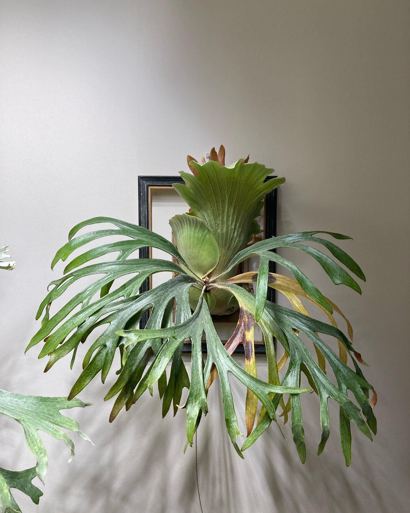 P.mt lewis from @botanyvalley なかなかコンパクトなルイスである。