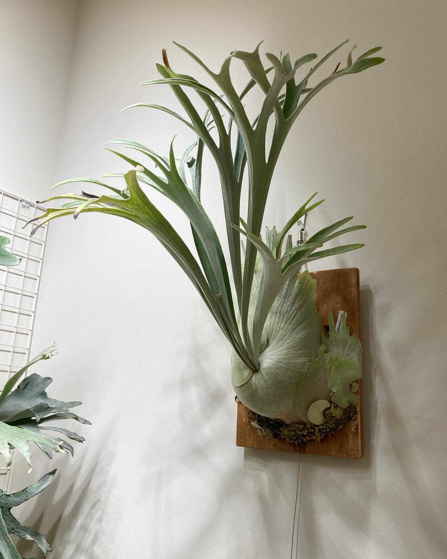 ベイチーワイルドvp16 from @vandaka_plants どれくらい伸びそう？