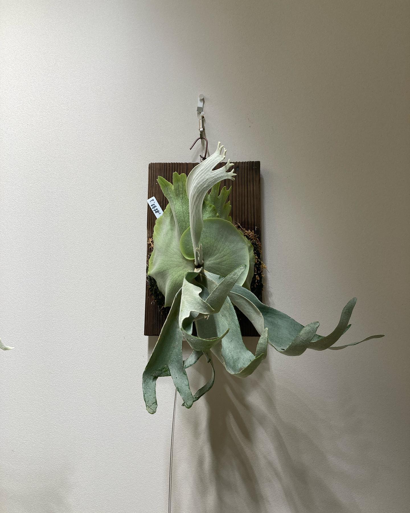 P.gqgq 聞きしに勝る暴れっぷり。