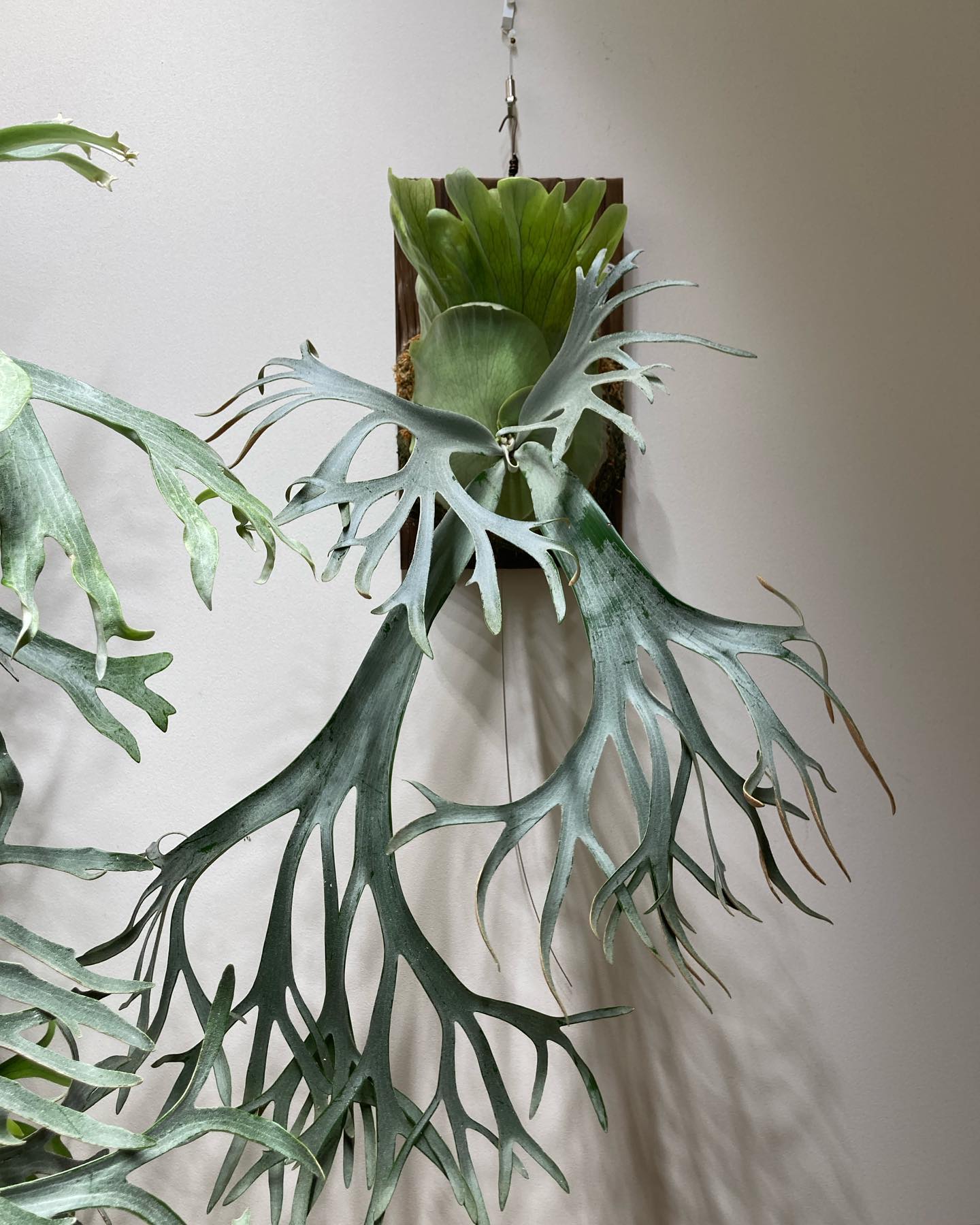 P.willinckii bogor suddan 新しい胞子葉が3本。 やる気を感じます。