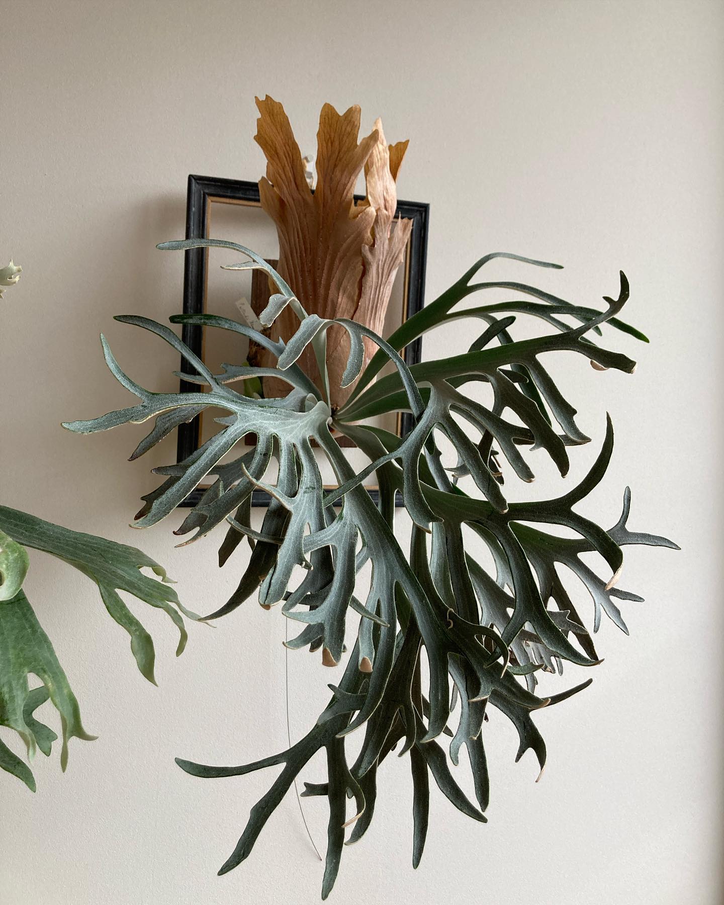 P.willinckii moonlight from @katsu_hibino フレームのサイズ