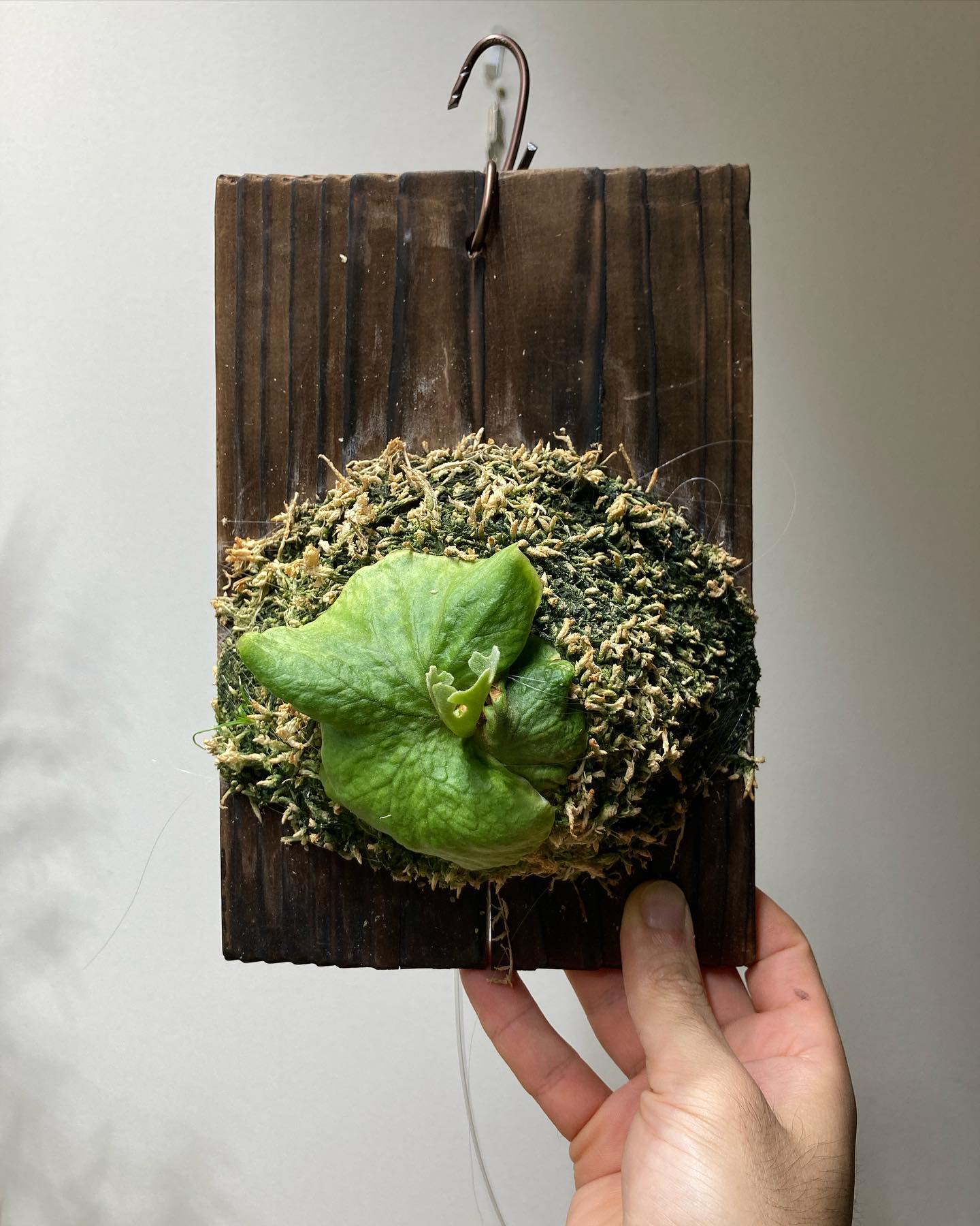 Platycerium ridleyi dwarf