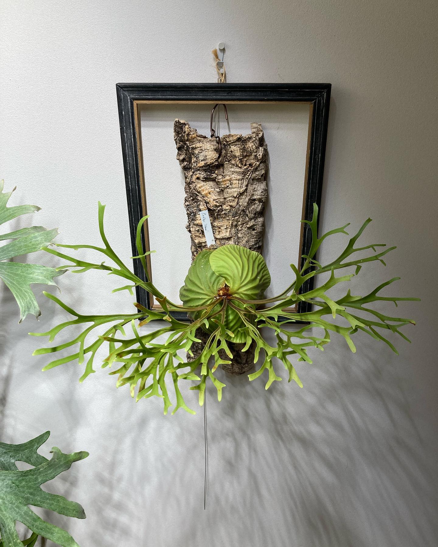 Platycerium ridleyi nano from @katsu_hibino 出来ておる喃