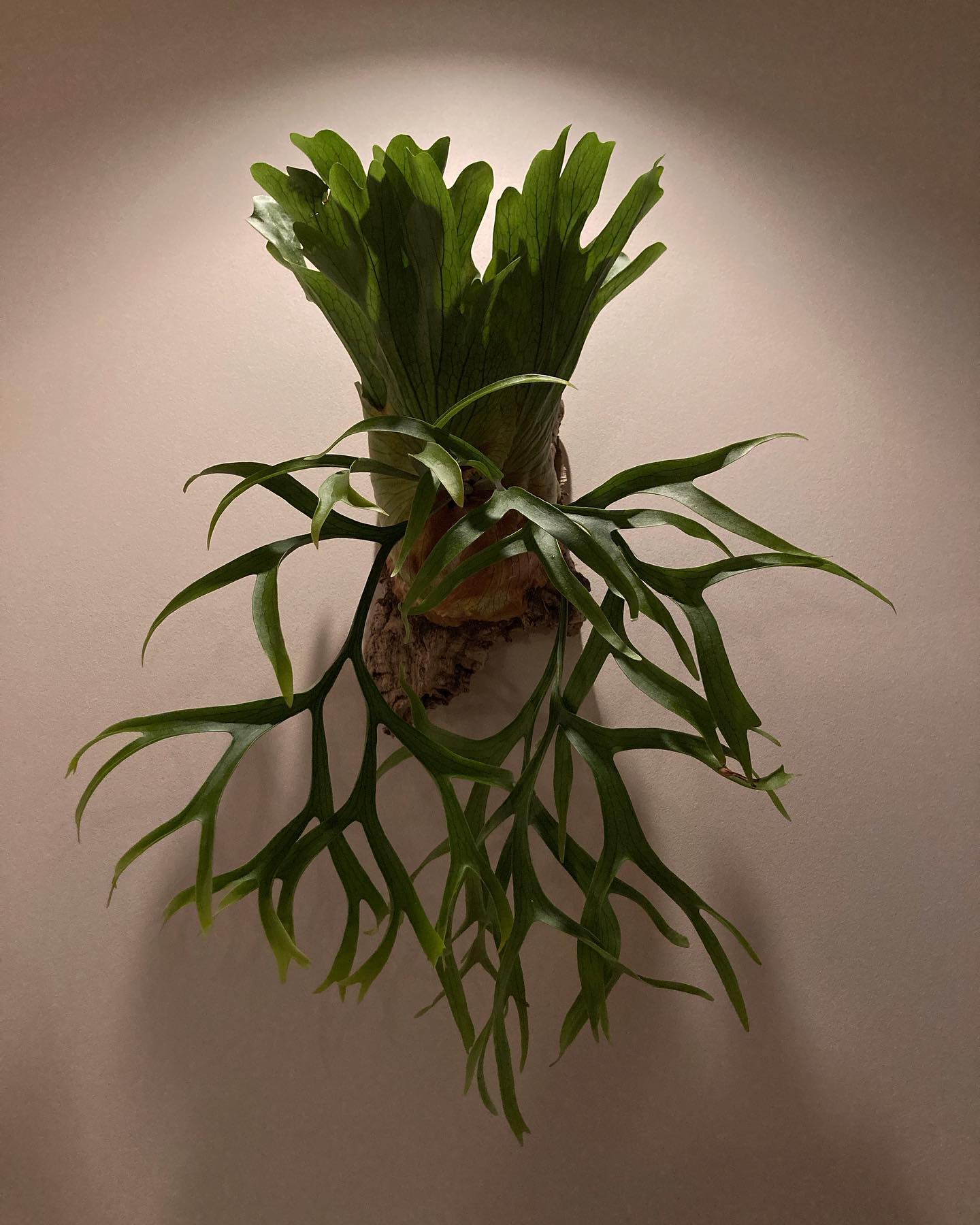 P.coronarium waiwai from @vandaka_plants コロナリウムって素