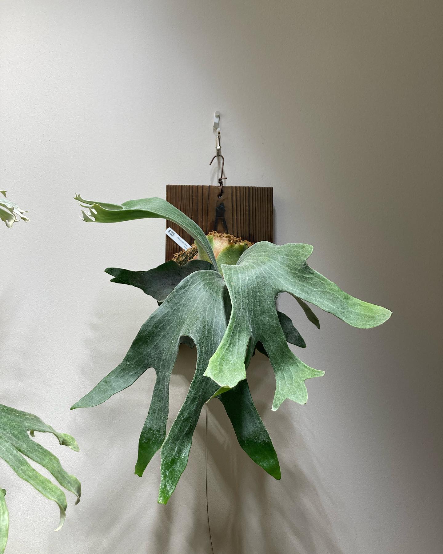 P.Ginka from @botanyvalley 次の胞子葉ターンからは楽しめそう。