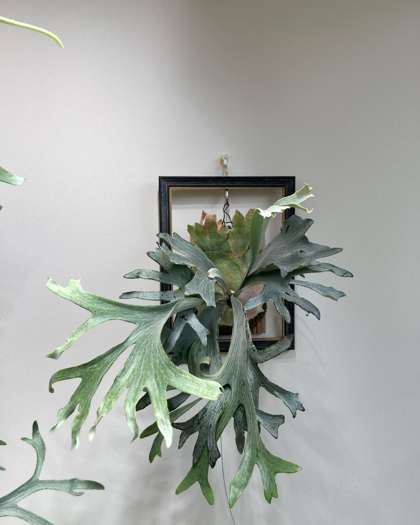 P.sp HK sporeling 【Majus mix 】 from @acupom219 これは