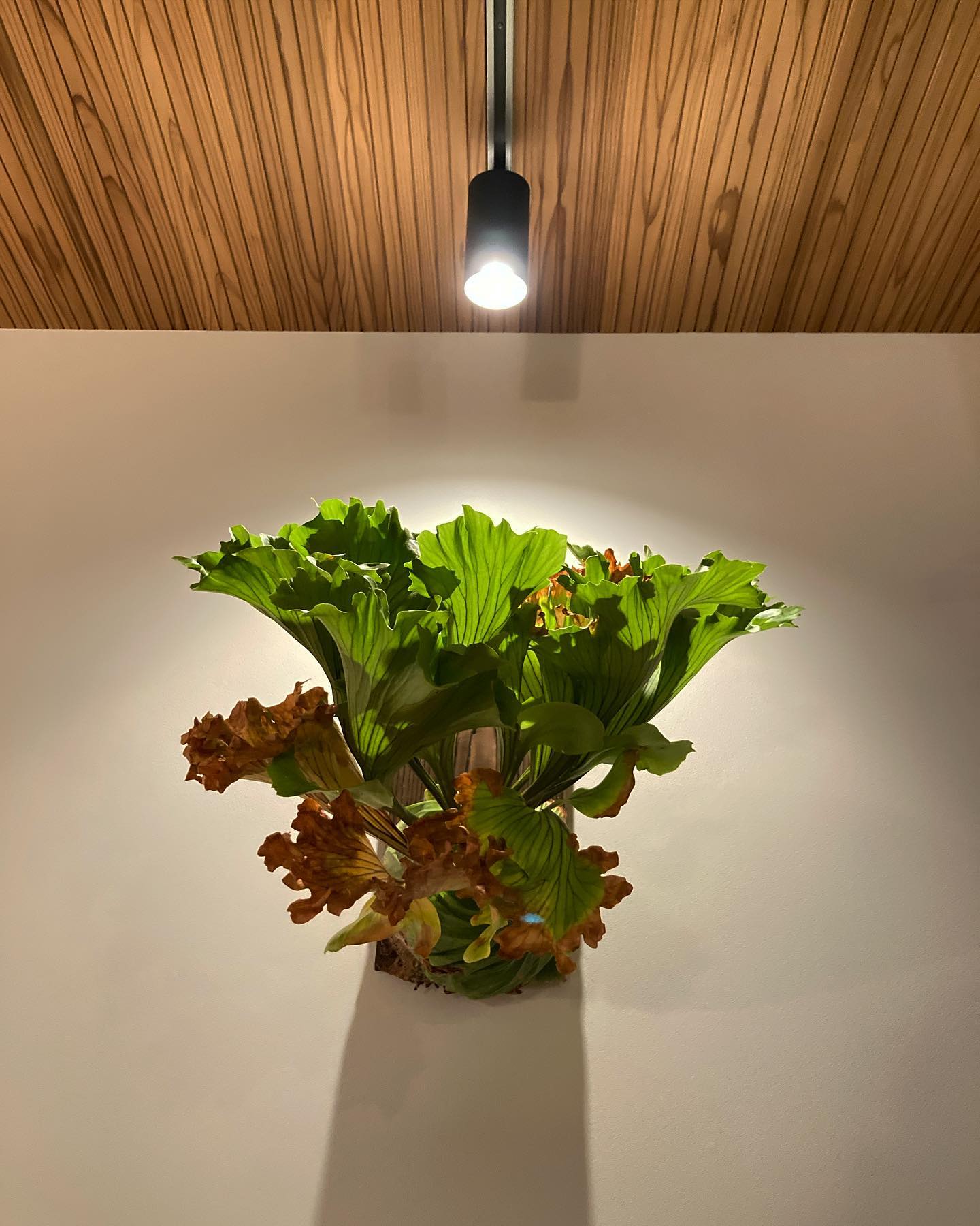 Platycerium ridleyi monkey king レタスです！！