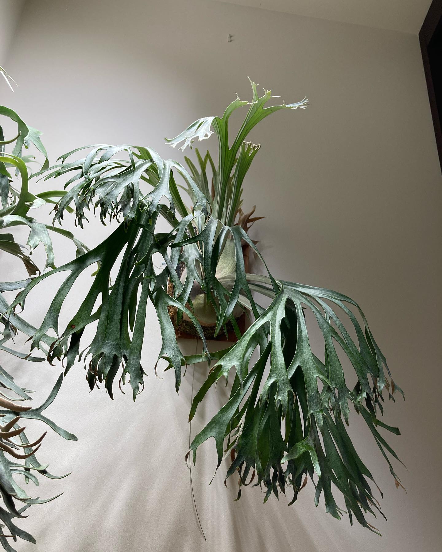 P.Rydeen from @botanyvalley デカいビカクは素晴らしい。 しかし同じくらい