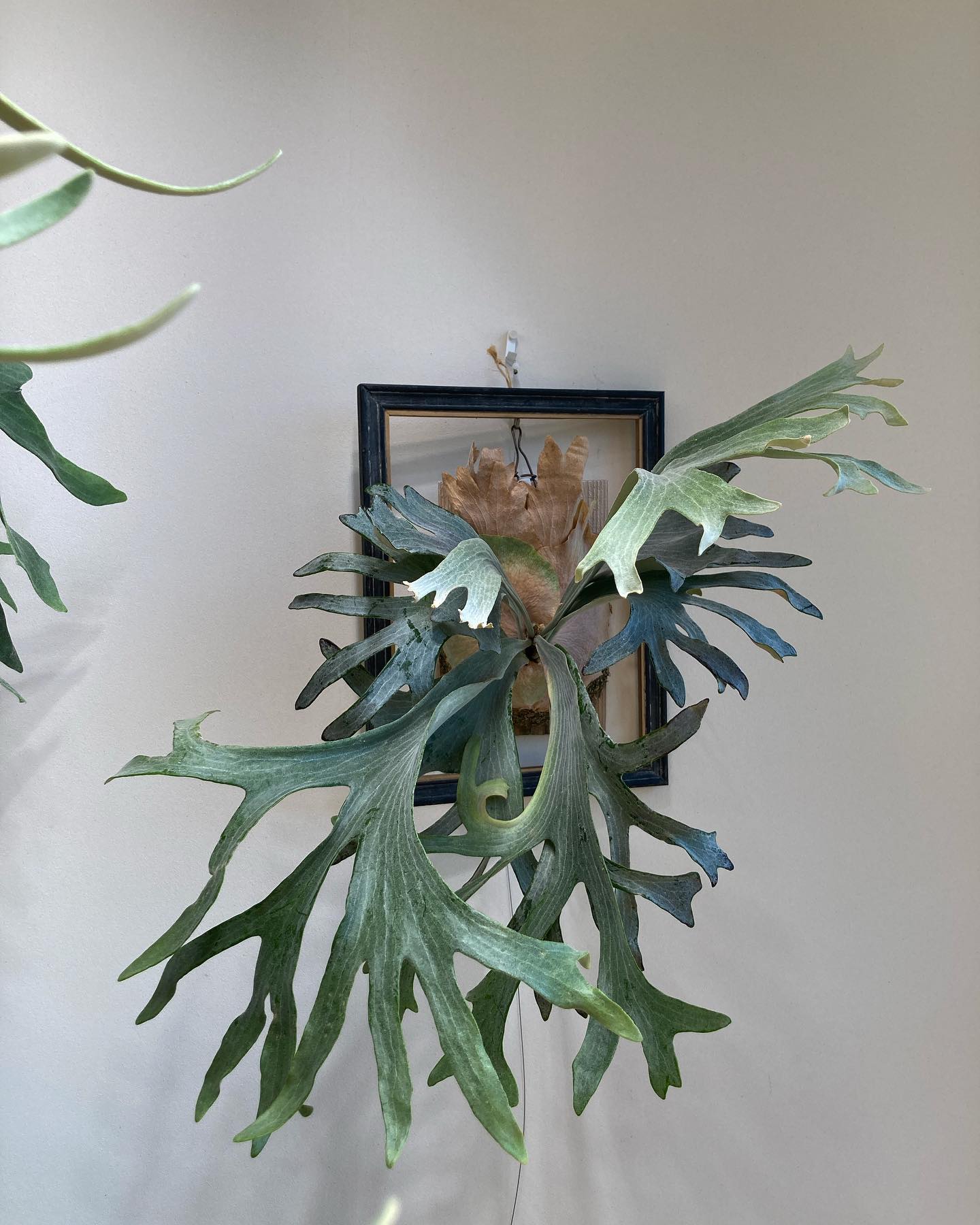 P.sp HK sporeling 【Majus mix 】 どんどん良くなる。