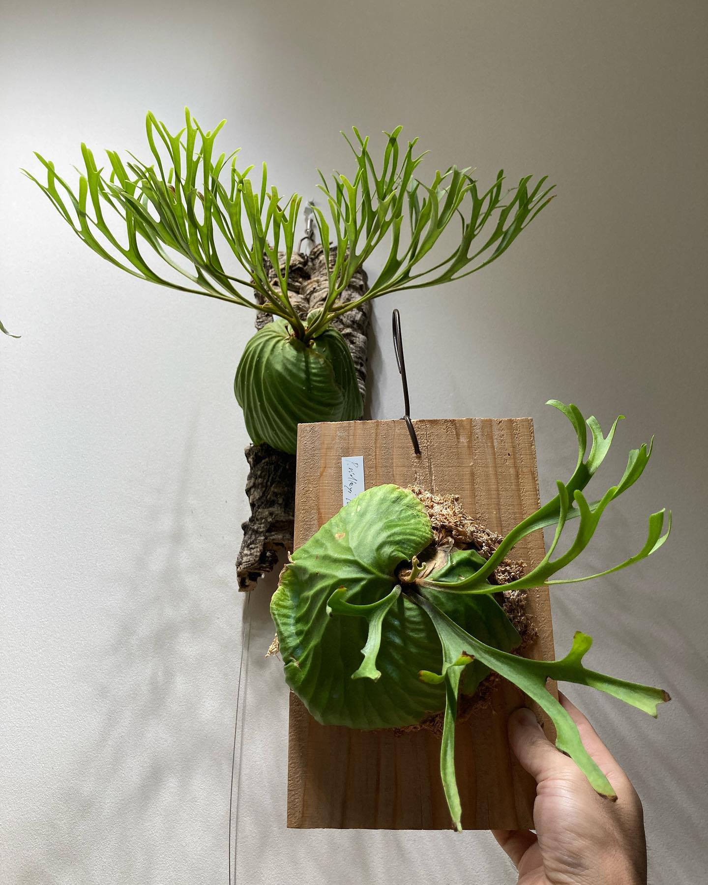 Platycerium ridleyi pakarang from @katsu_hibino 増え