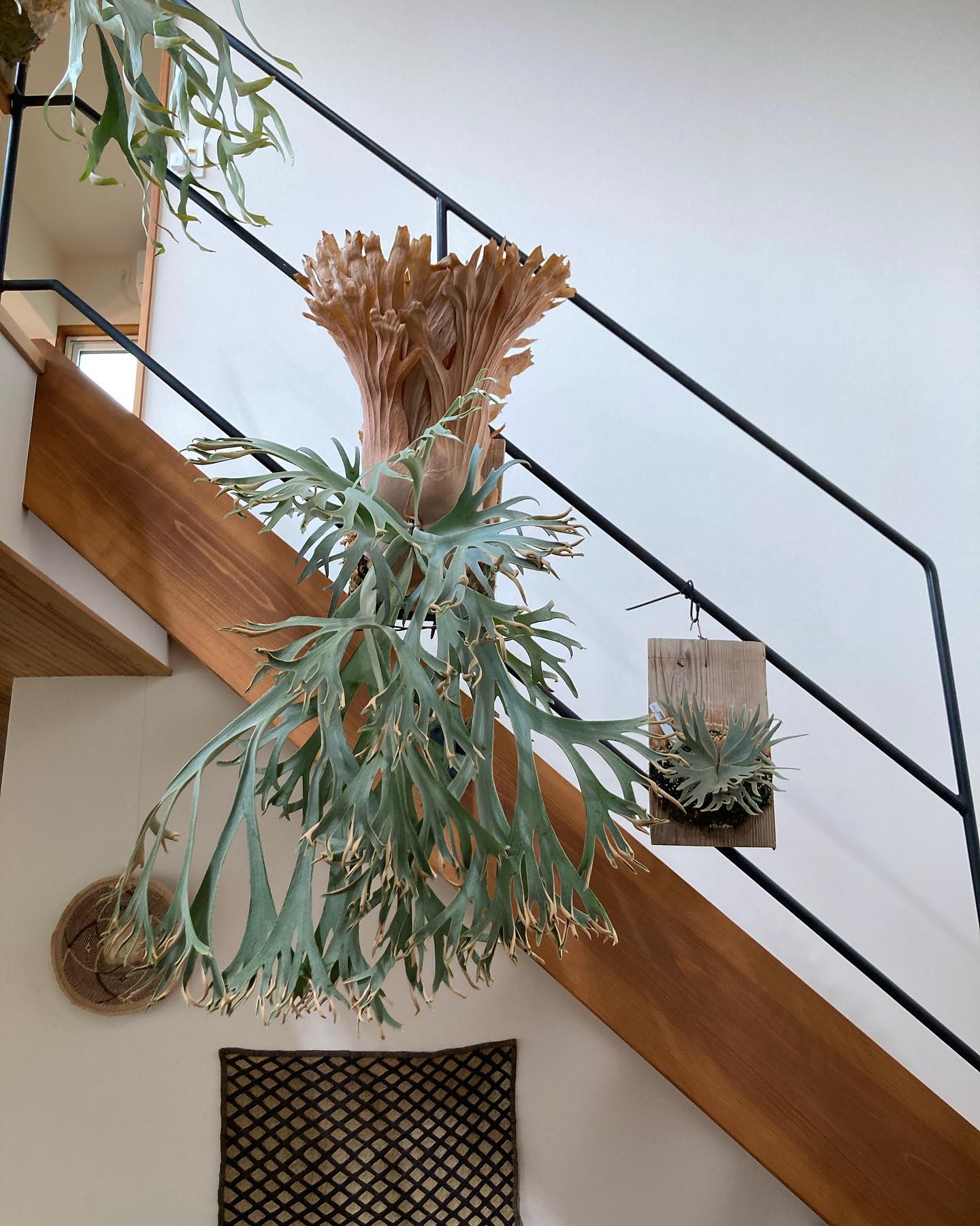 P.willinckii 月光爪哇 from @comolebi_plants デカい！ でも許せる