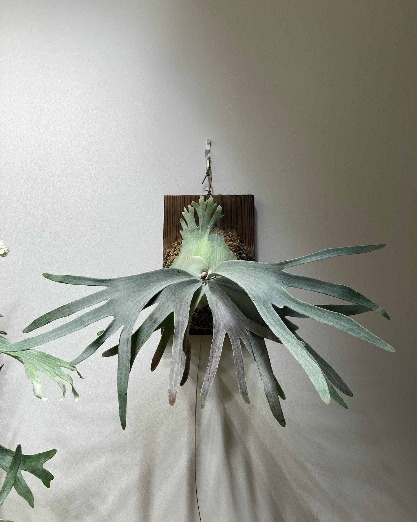 P.Pedro tatsuta 次の胞子葉はよく分岐しそう。