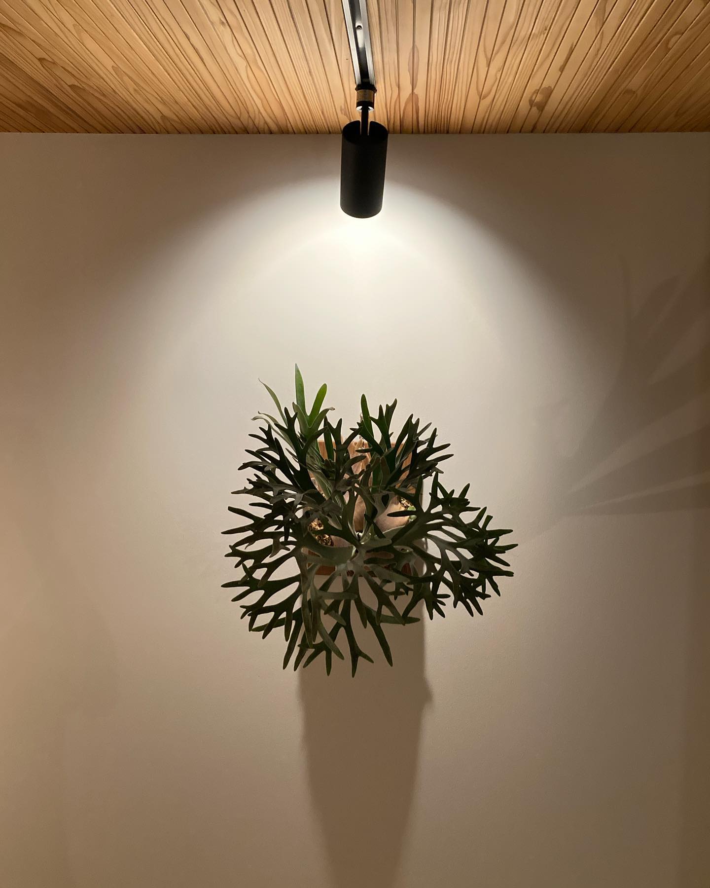 P.Elsa from @vandaka_plants ウニです。