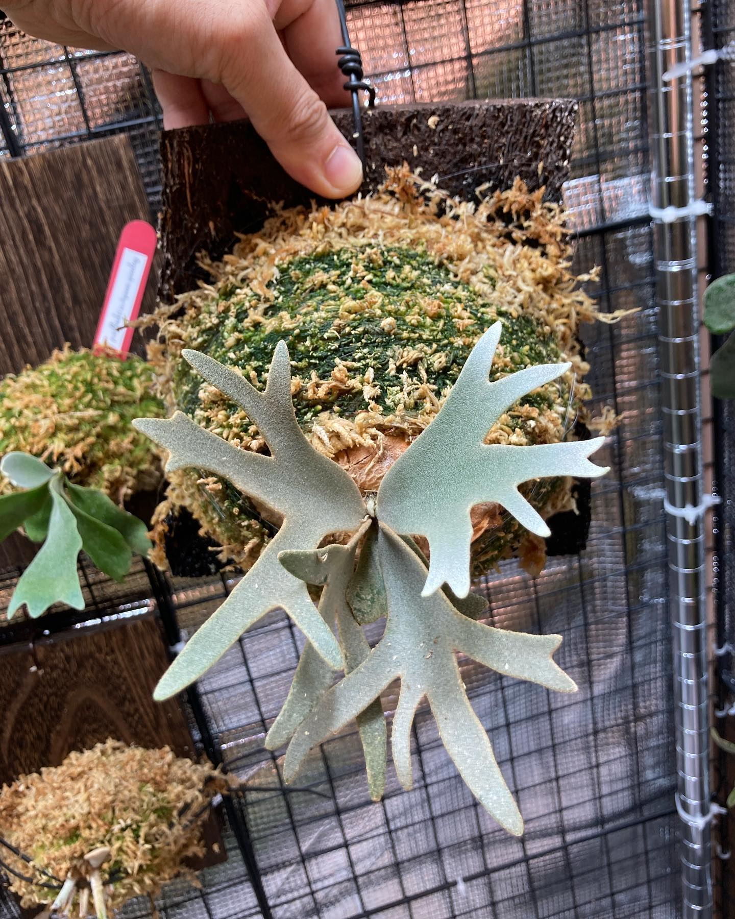 Platycerium willinckii omg 一家に一株OMG 根が板まで到達したため、苔増