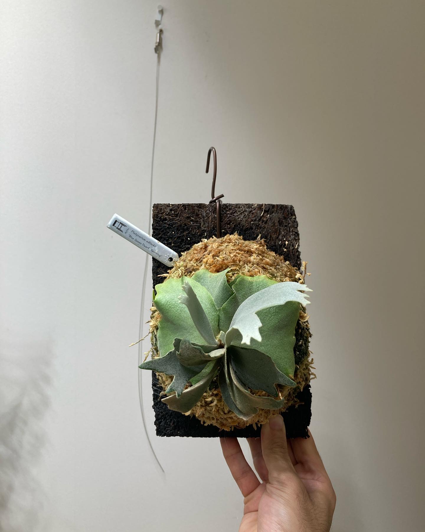 Platycerium willinckii “Blue Queen Dwarf Sporeling