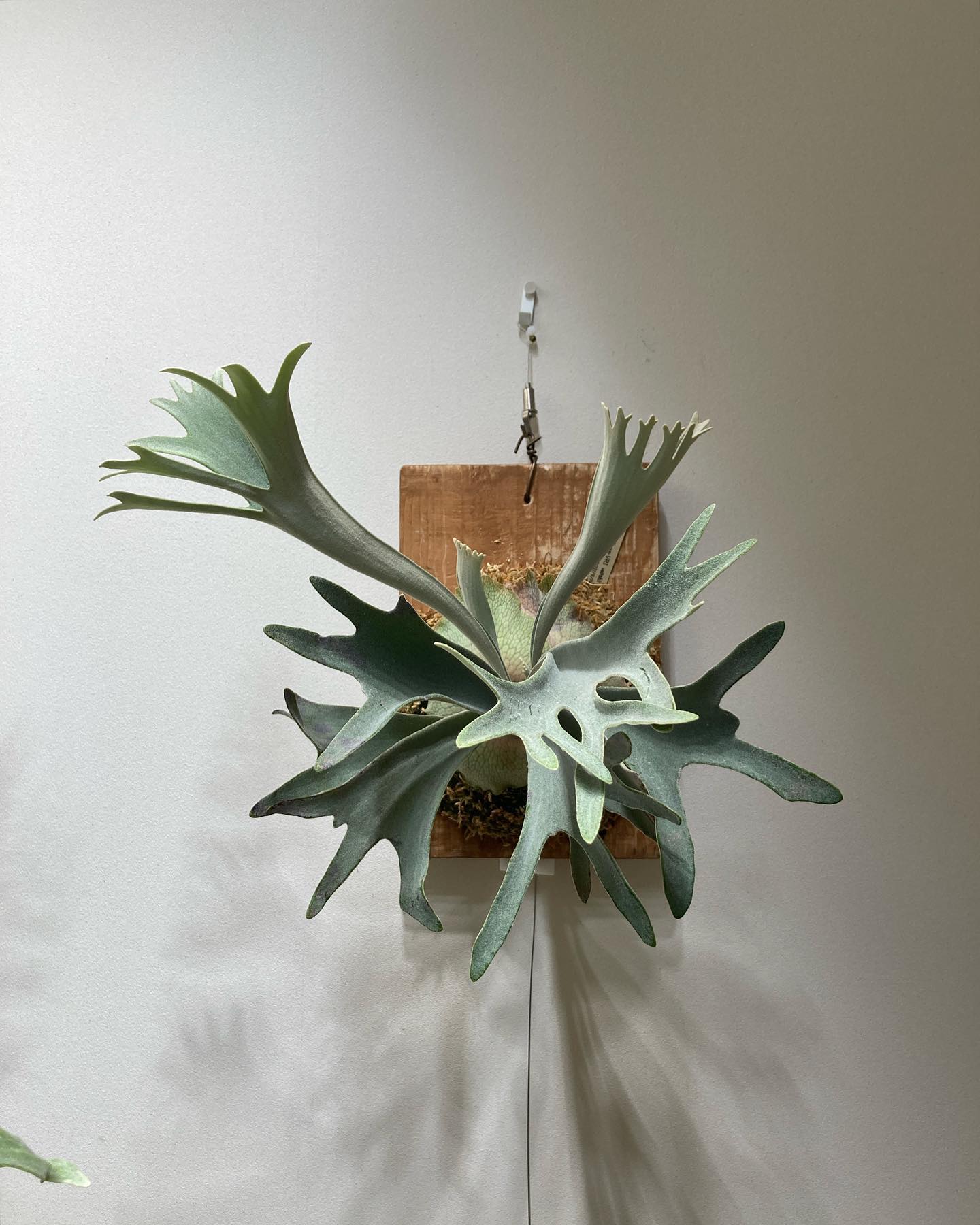 P.veitchii sporeling (Group-VR) from @acupom219 さん