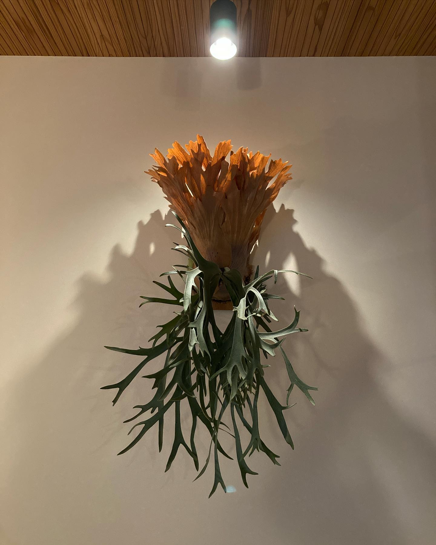 P.willinckii smurf from @katsu_hibino 蝕でピピン食べてそう。