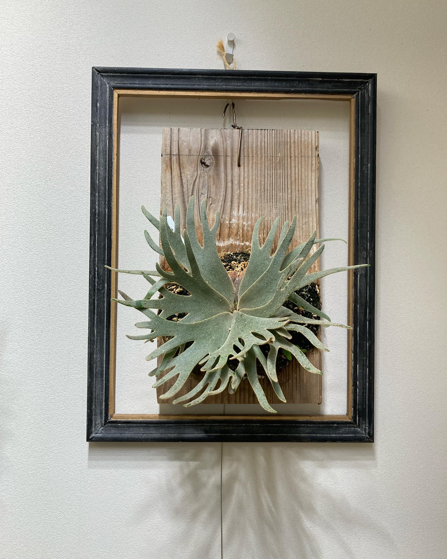 P.willinckii jade girl sporeling なかなか綺麗なんじゃないの〜 (胞