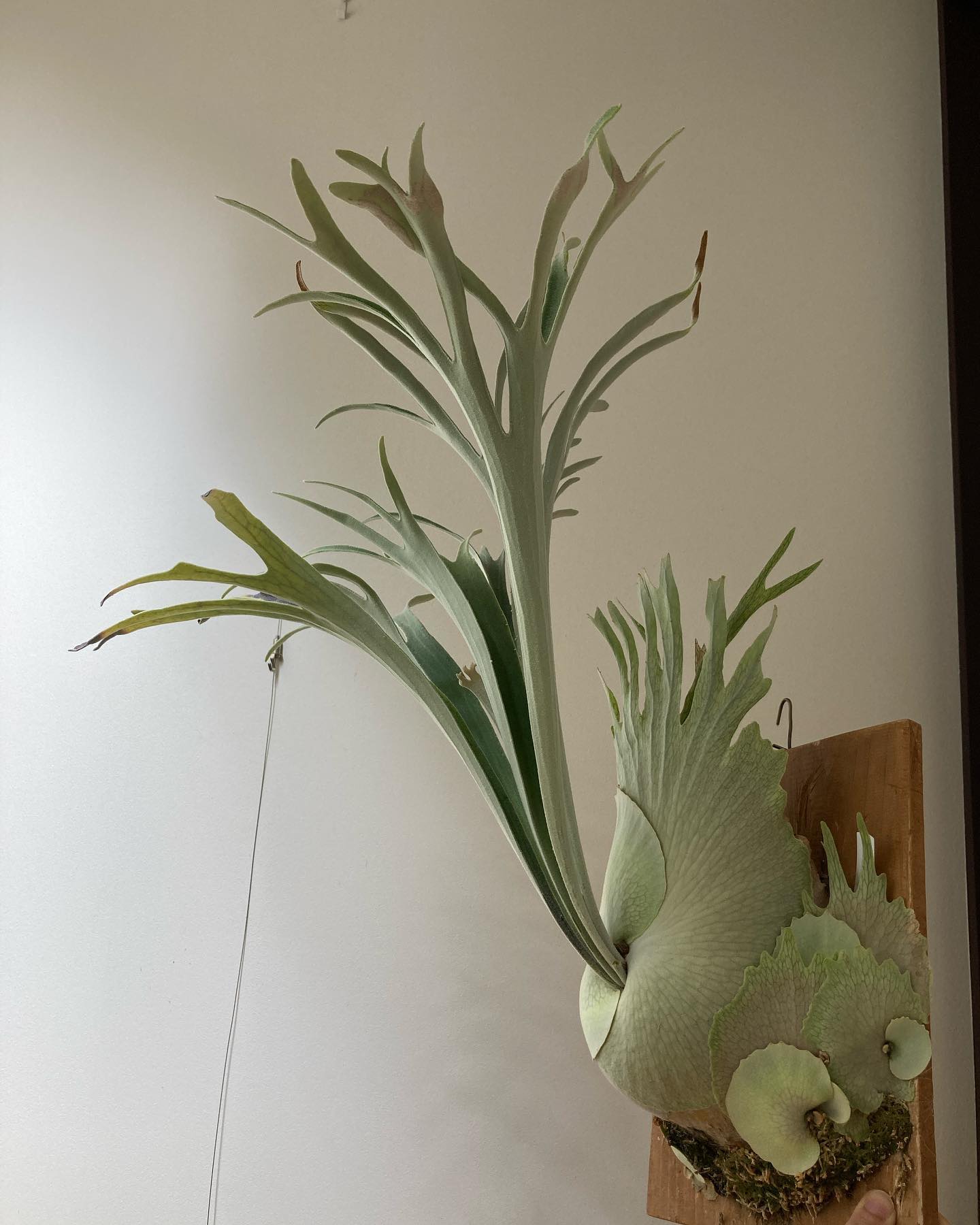 ベイチーワイルドvp16 from @vandaka_plants 子株もりもり。