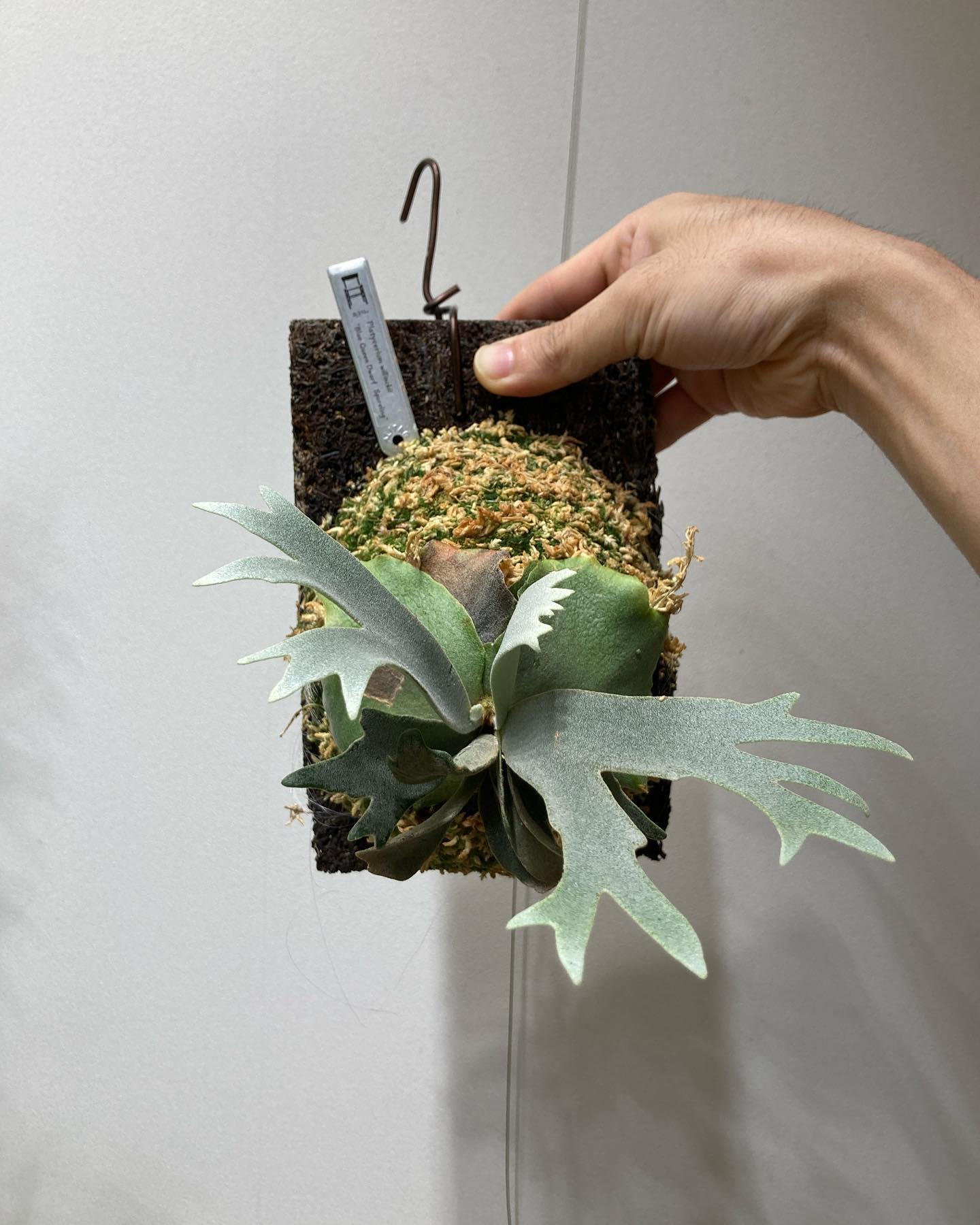 Platycerium willinckii “Blue Queen Dwarf Sporeling