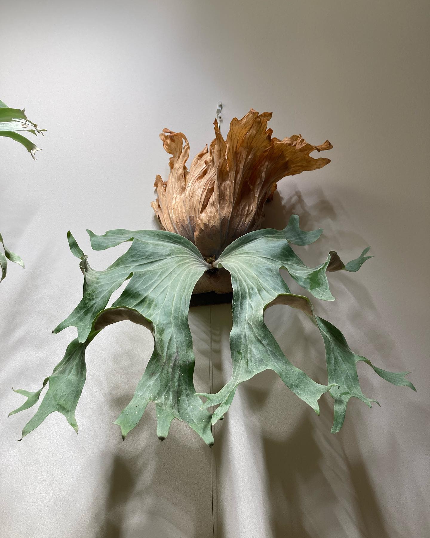 P.wallichii from @katsu_hibino こんな仮面ライダーいませんでしたっけ？