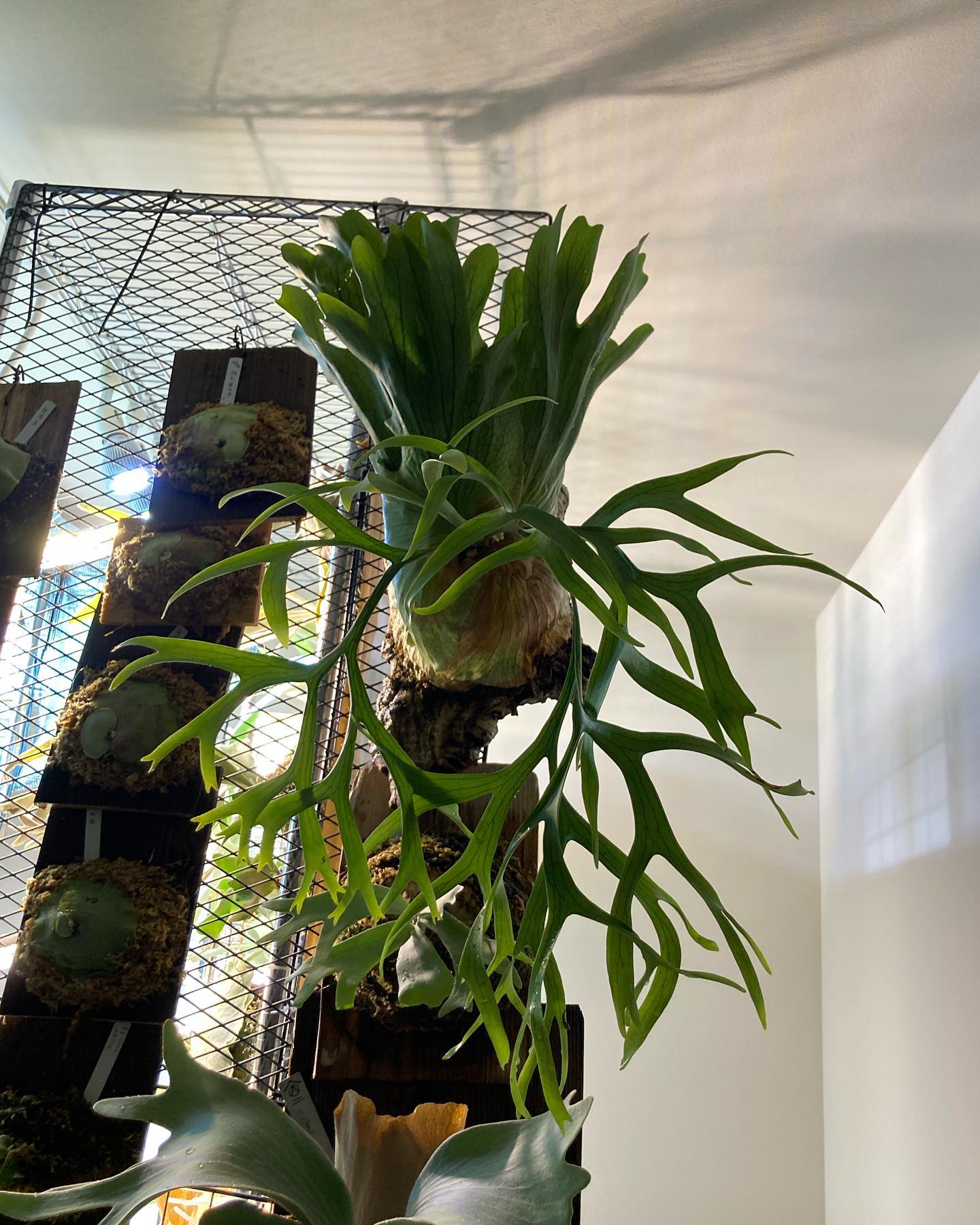 P.coronarium waiwai from @vandaka_plants これはいいですね。