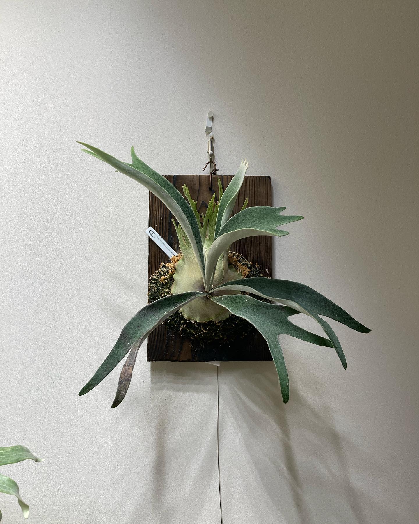 P.veitchii auburn river胞子培養＃3 今日は4のつく日で水曜日というめでたい日