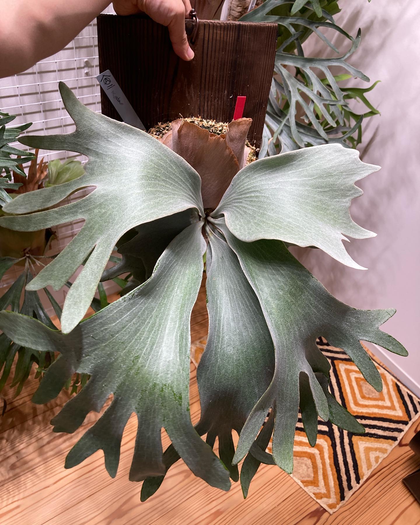 P.White gizmo 水に濡らしてもあまり増えないぞ？