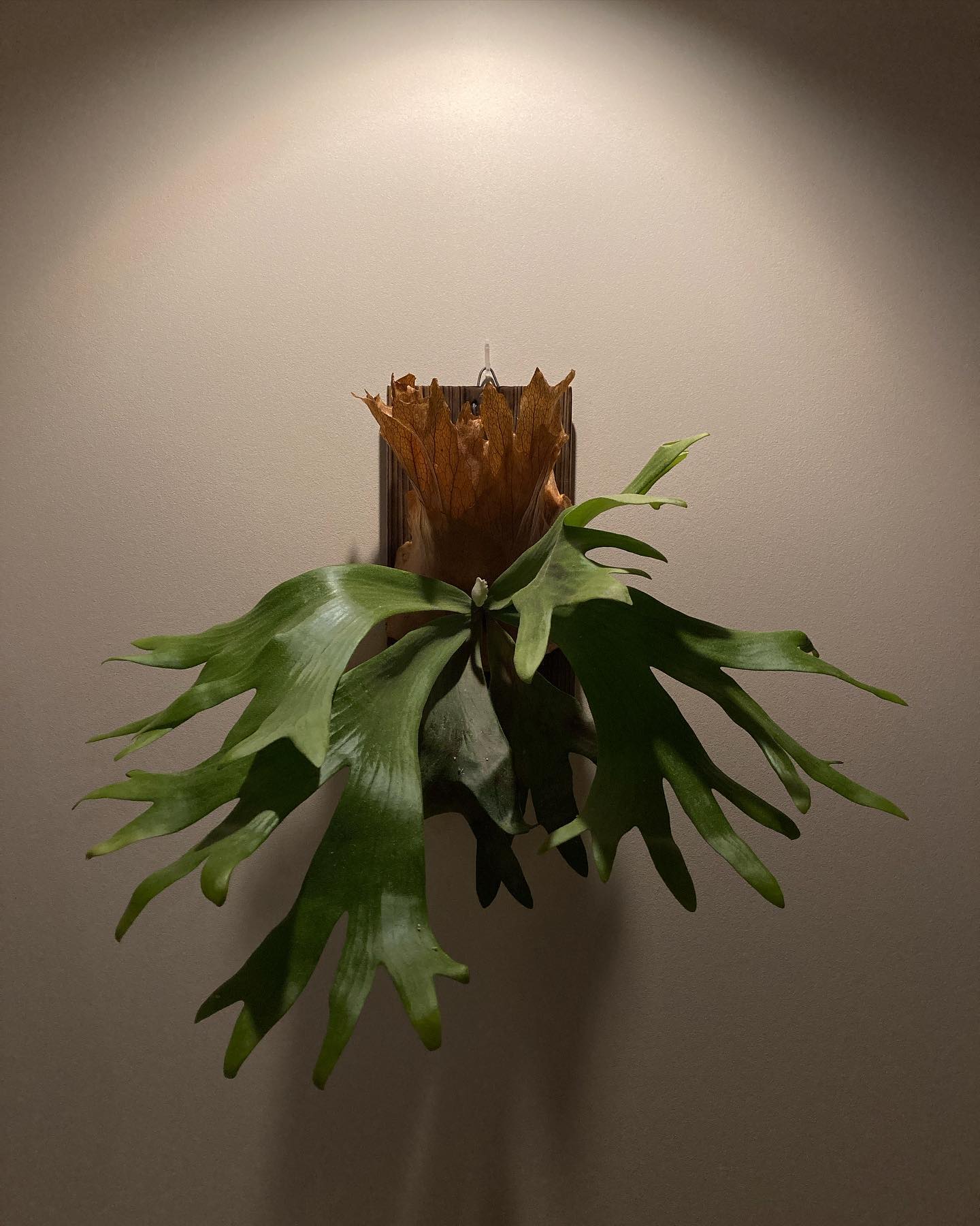 P.willinckii wallichii 今はこういうのが好き。