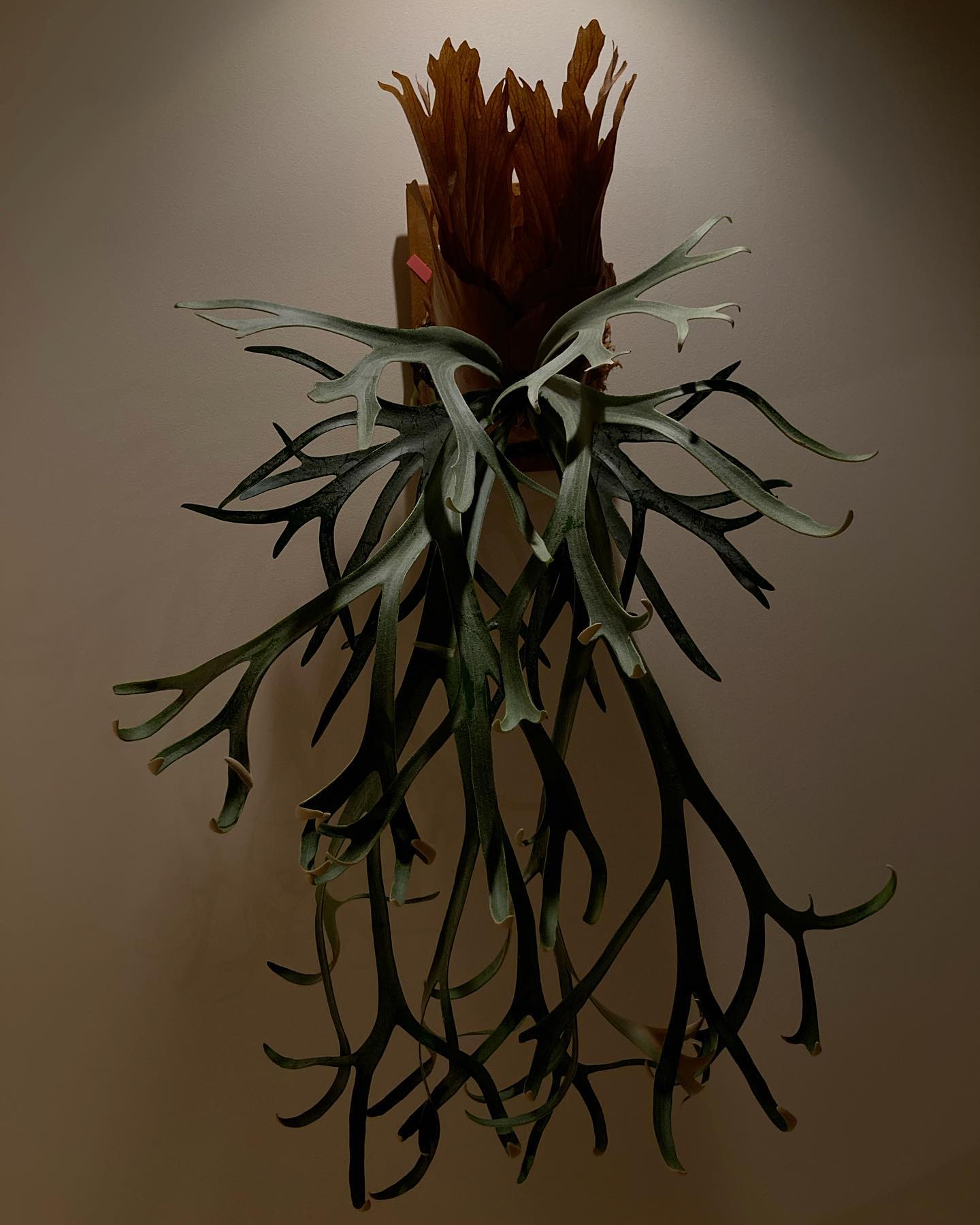 P.willinckii moonlight 長い胞子葉をそろそろ切りたい…