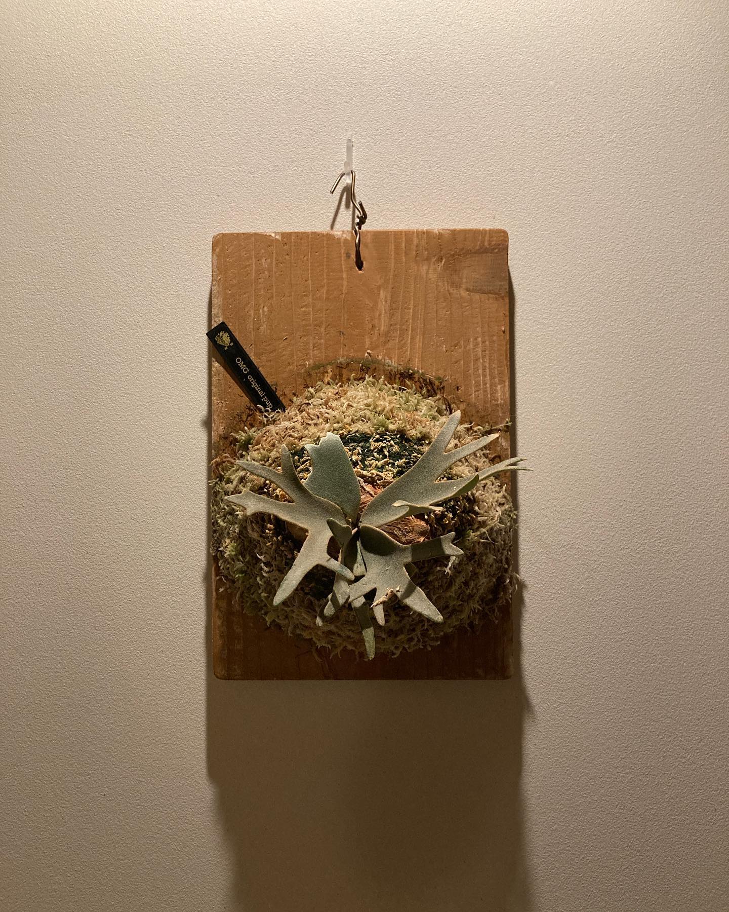 Platycerium willinckii omg カニです。 皆様の今日のインスタを見てドワーフ